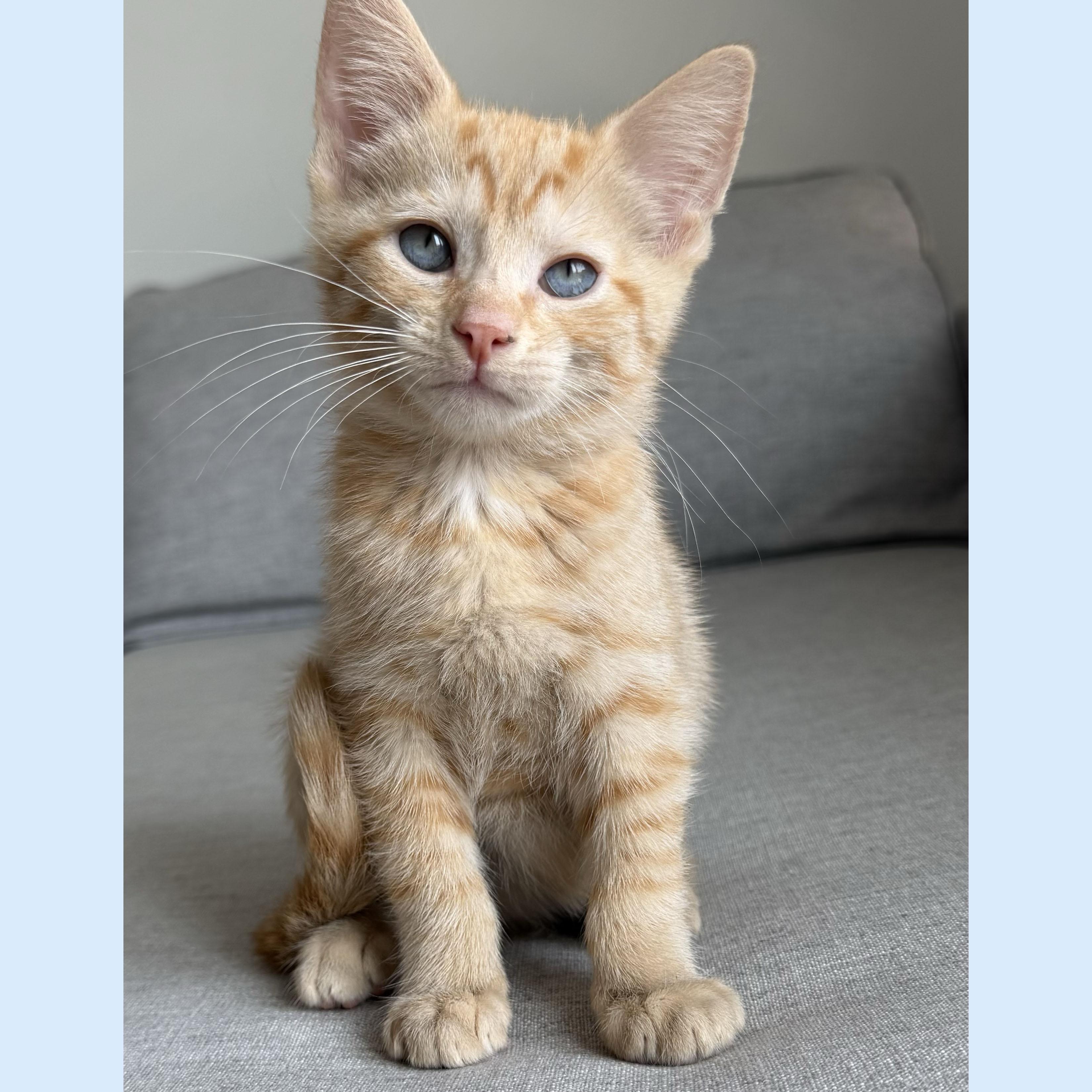 Enlarge Cork, a ADOPTABLE Domestic Short Hair in BROOKLYN, NY image 5/6