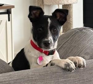 Enlarge Cookie, an adopted mixed breed in Pasco, WA image 2/6