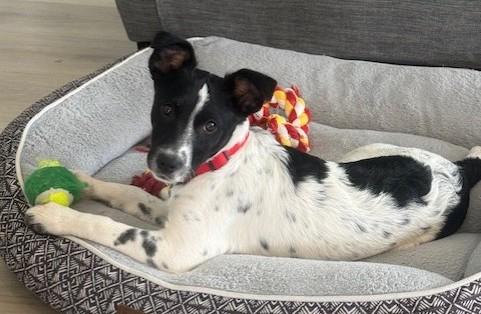 Enlarge Cookie, an adopted mixed breed in Pasco, WA image 3/6