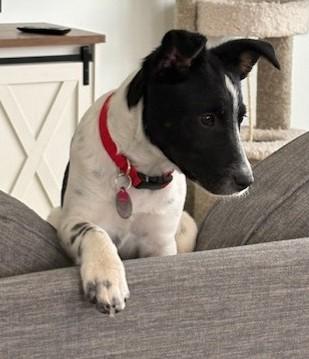Enlarge Cookie, an adopted mixed breed in Pasco, WA image 4/6