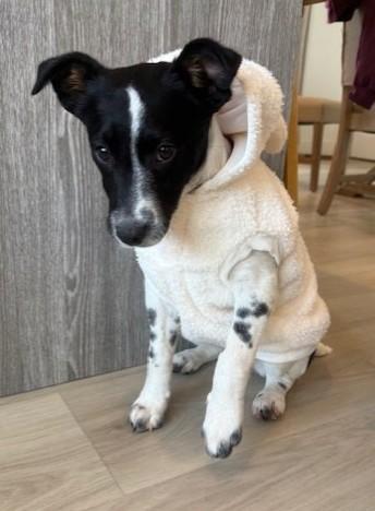 Cookie, adopted, Puppy Female Pointer.