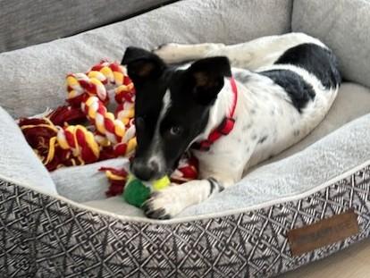 Enlarge Cookie, an adopted mixed breed in Pasco, WA image 6/6