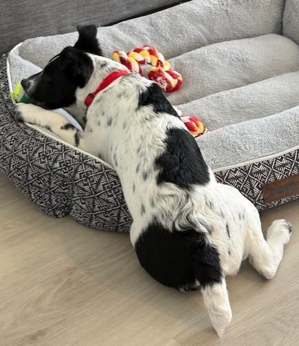 Enlarge Cookie, an adopted mixed breed in Pasco, WA image 5/6