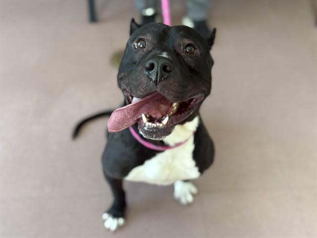 Enlarge EASTWOOD, a Adoptable Pit Bull Terrier in Antioch, CA image 1/1