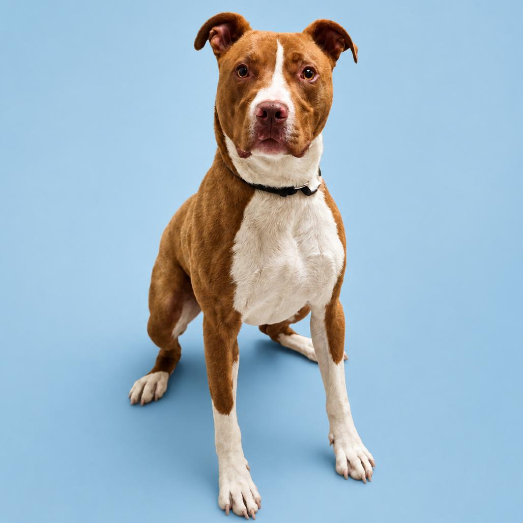 Scooby, Adoptable, Young Male Pit Bull Terrier & Mixed Breed.