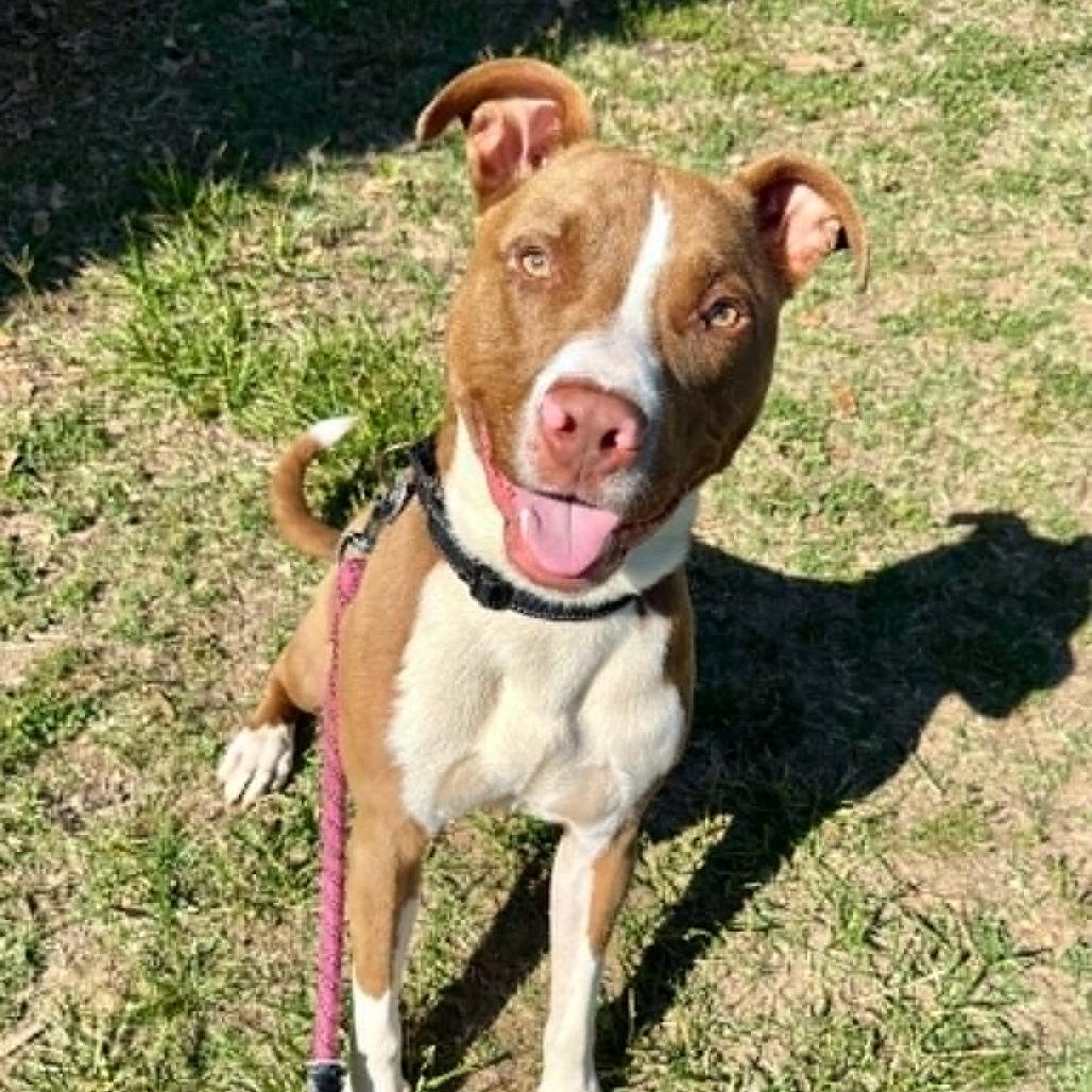 Scooby, a Adoptable mixed breed in Concord, NC image 2/4