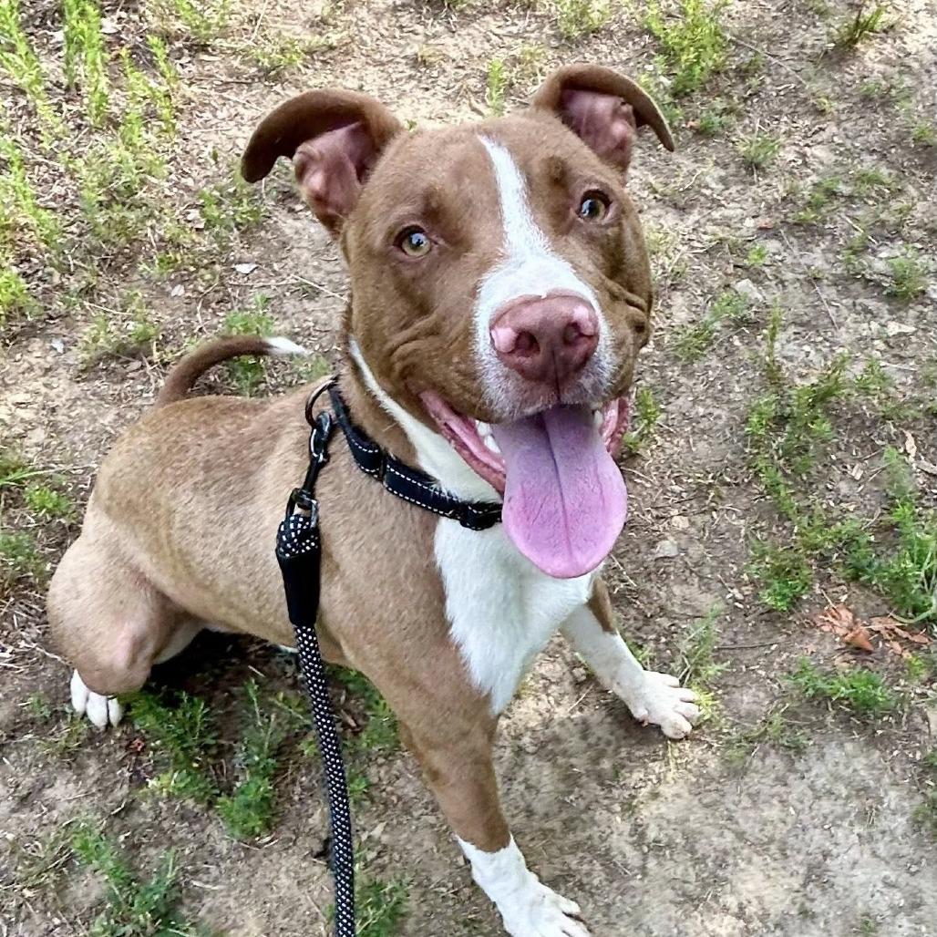 Scooby, a Adoptable mixed breed in Concord, NC image 3/4