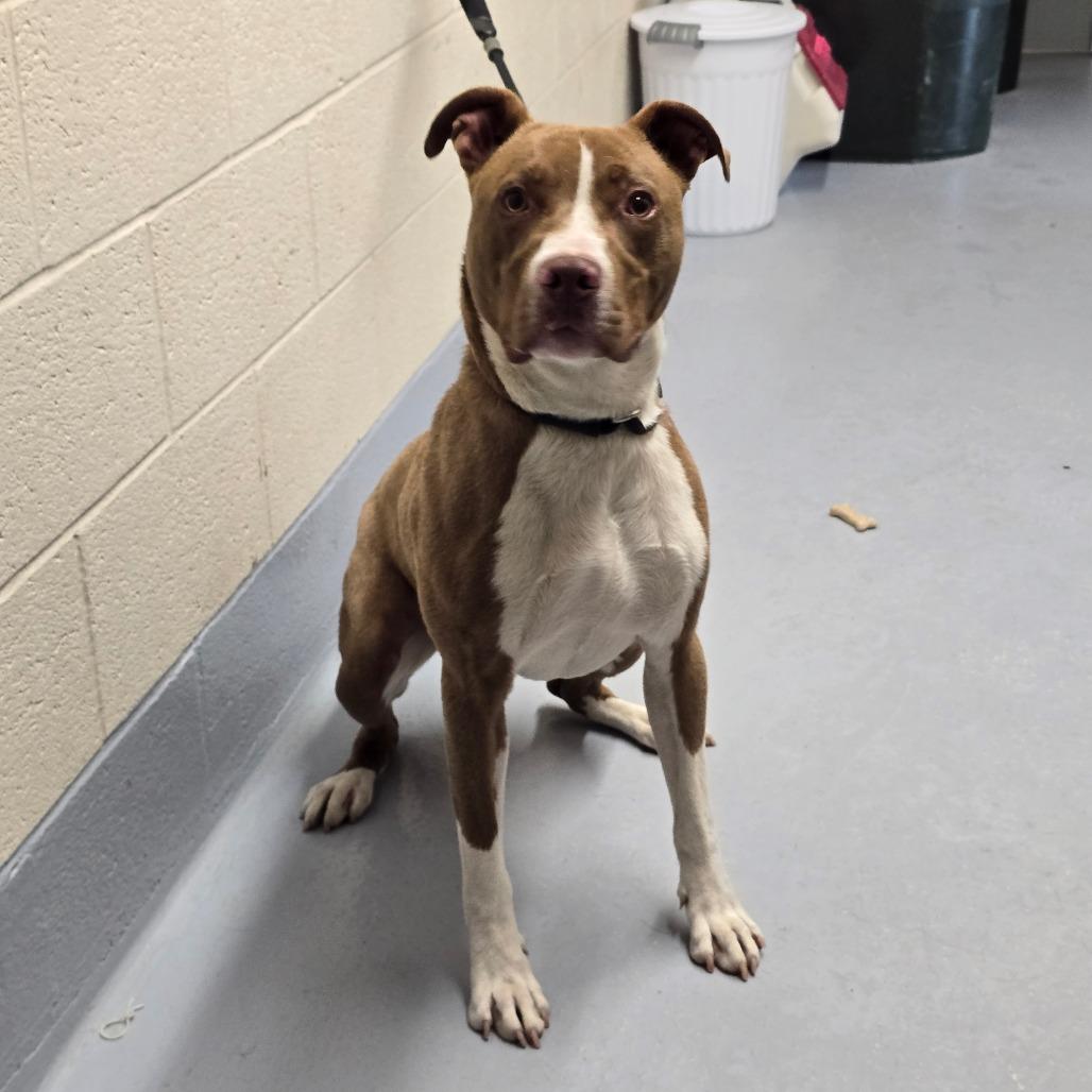 Scooby, a Adoptable mixed breed in Concord, NC image 4/4