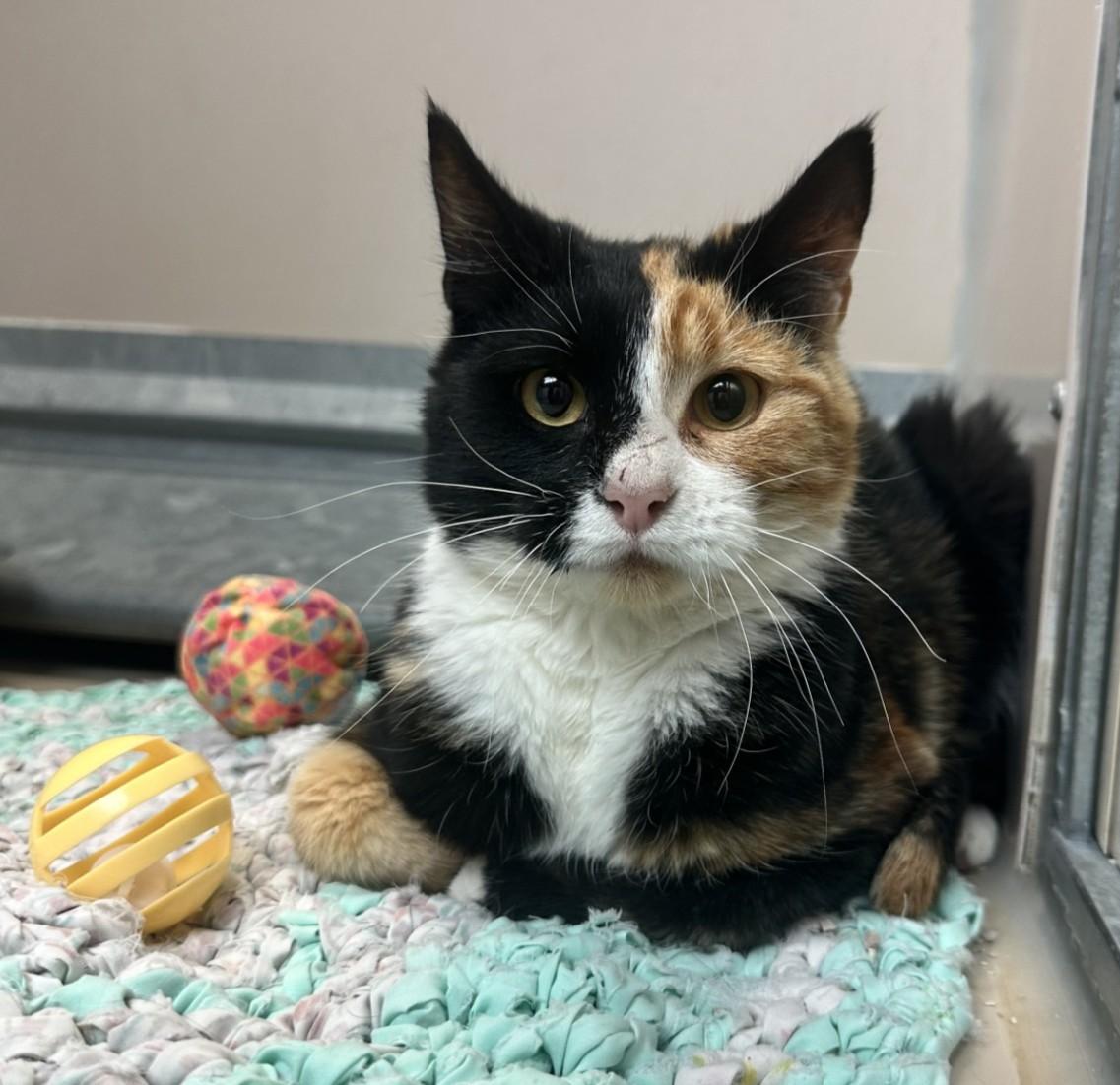 Enlarge 61917659, a Adopted Domestic Short Hair in Elko, NV image 1/2