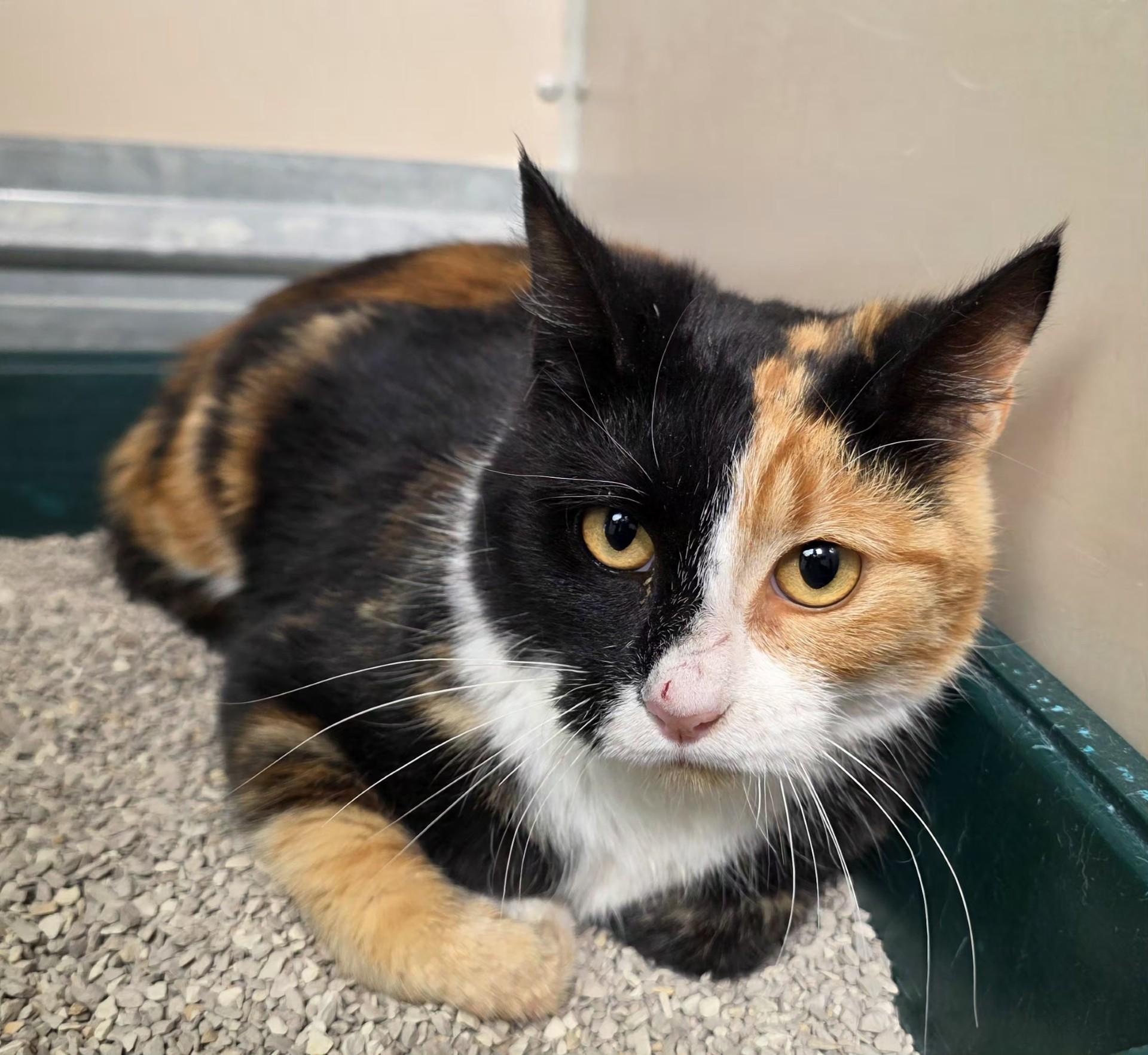 Enlarge 61917659, a Adopted Domestic Short Hair in Elko, NV image 2/2