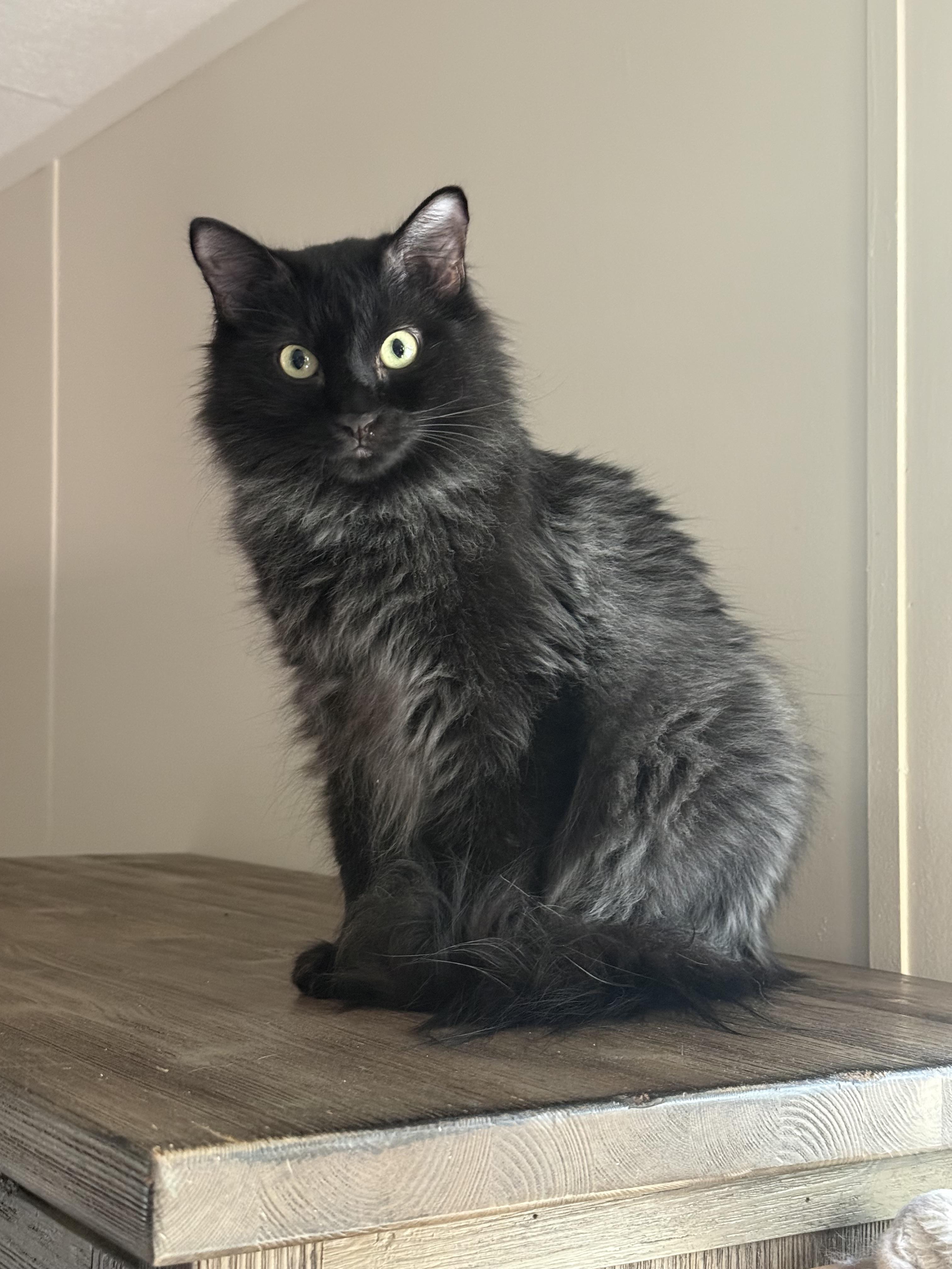 Cosmo, ADOPTABLE, Adult Male Domestic Long Hair.