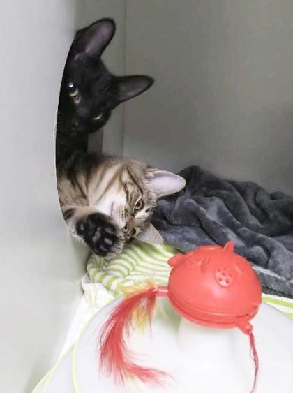 Plankton, Adoptable, Kitten Female Domestic Short Hair & Domestic Short Hair.