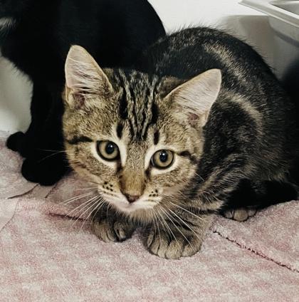 Plankton, Adoptable, Kitten Female Domestic Short Hair & Domestic Short Hair.