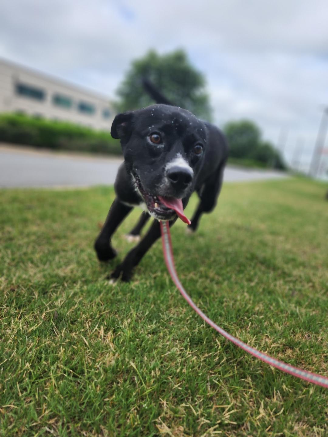 Bones, a Adoptable mixed breed in Jonesboro, GA image 2/6