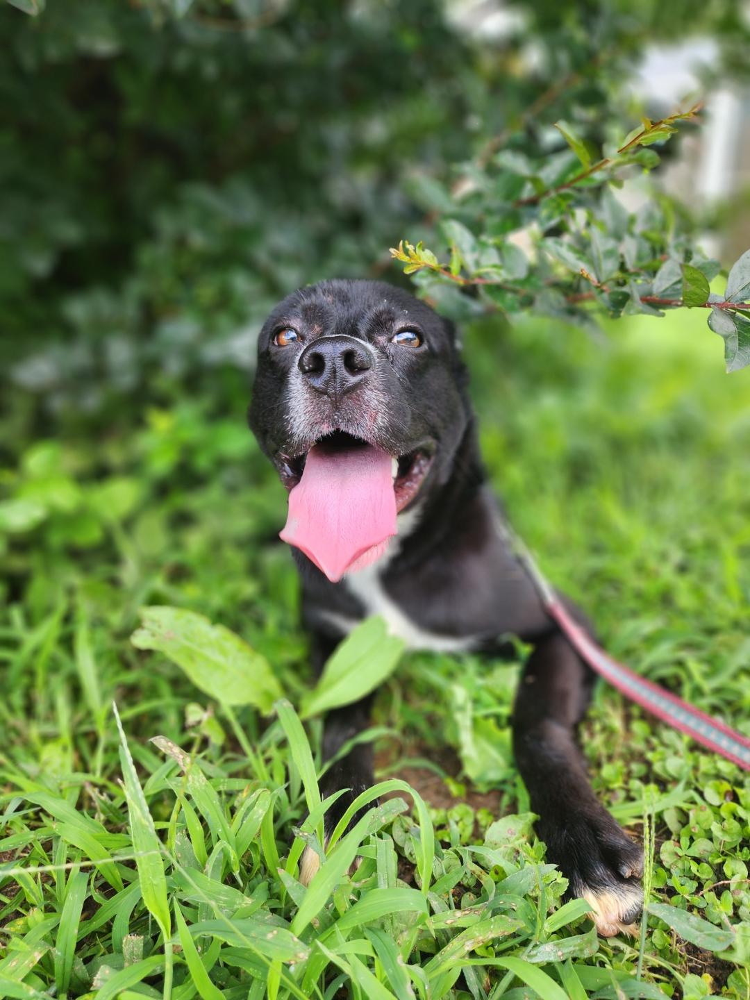 Bones, a Adoptable mixed breed in Jonesboro, GA image 3/6