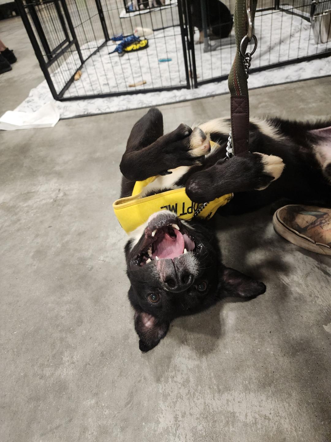 Bones, a Adoptable mixed breed in Jonesboro, GA image 4/6