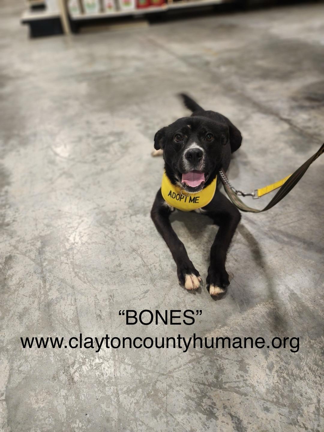 Bones