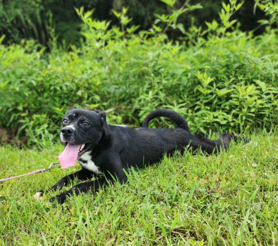 Bones, a Adoptable mixed breed in Jonesboro, GA image 6/6