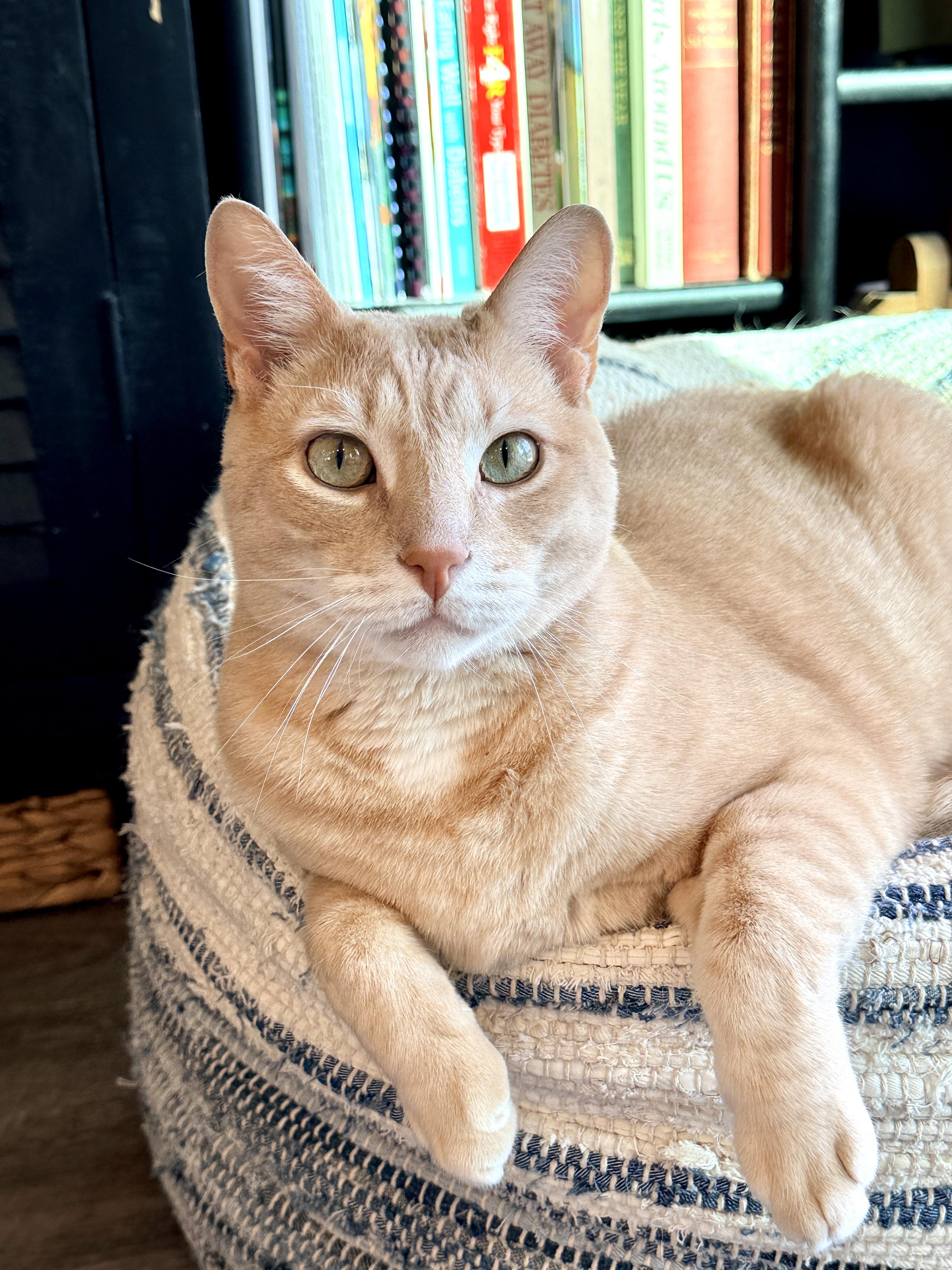 Adam, ADOPTABLE, Adult Male Domestic Short Hair & Tiger.