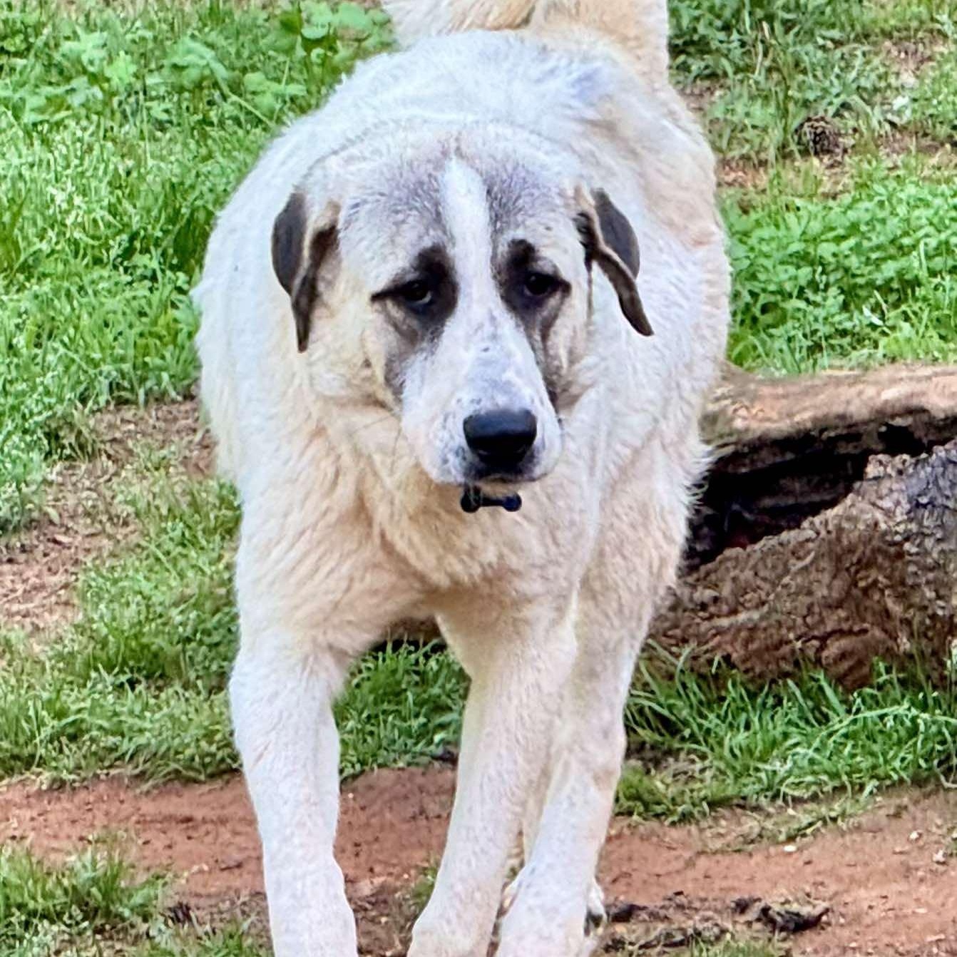 TEXAS, TYLER; FOSTER OR ADOPT; "CALLAN", a Adopted mixed breed in Tyler, TX image 4/5