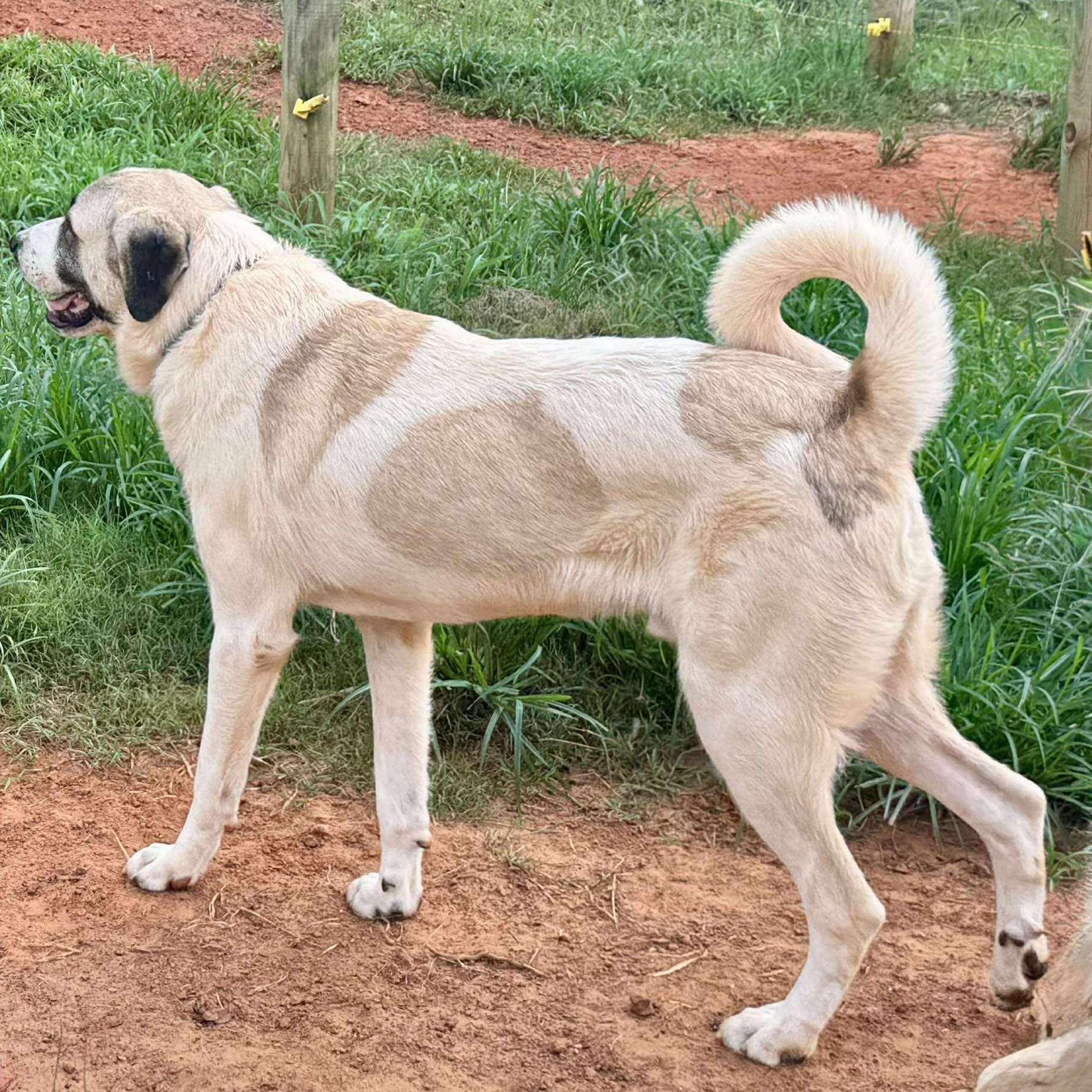 TEXAS, TYLER; FOSTER OR ADOPT; "CALLAN", a Adopted mixed breed in Tyler, TX image 1/5