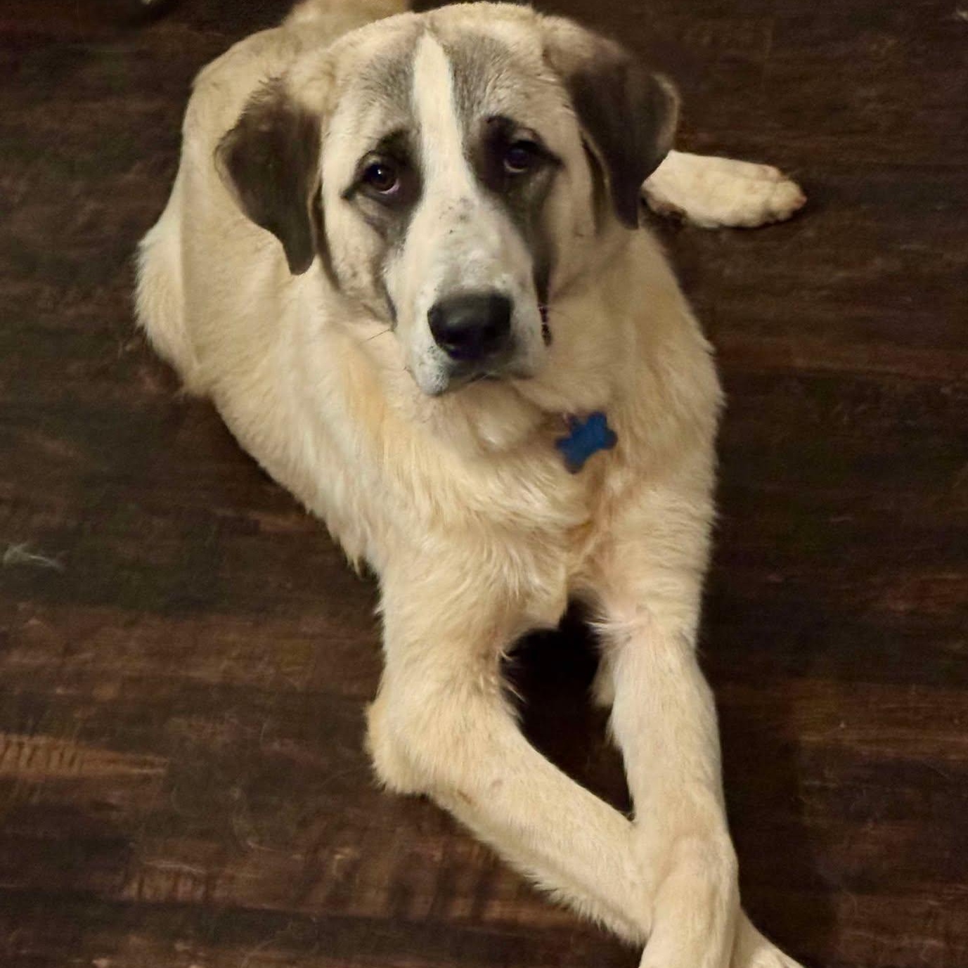 TEXAS, TYLER; FOSTER OR ADOPT; "CALLAN", a Adopted mixed breed in Tyler, TX image 2/5