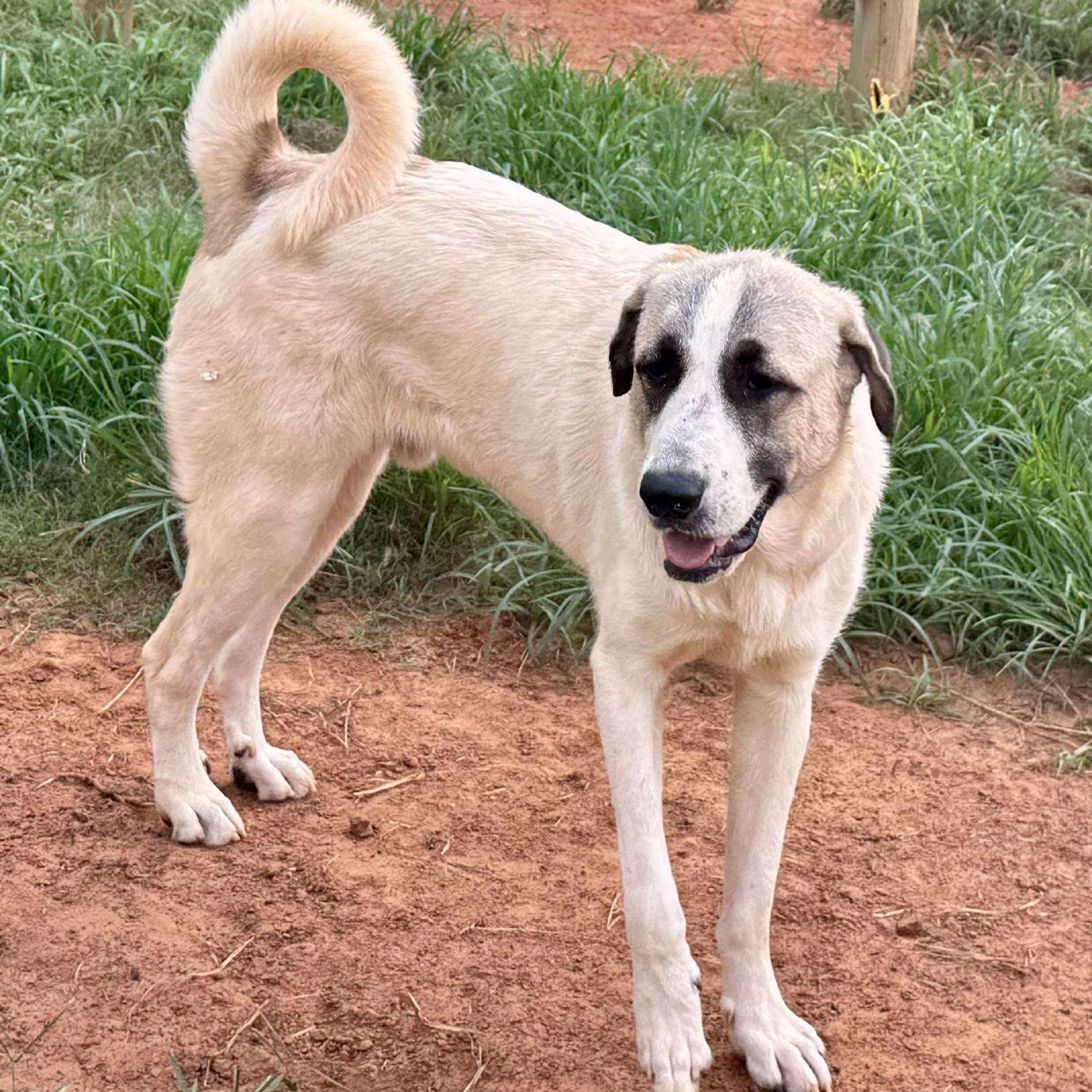 TEXAS, TYLER; FOSTER OR ADOPT; "CALLAN", a Adopted mixed breed in Tyler, TX image 3/5