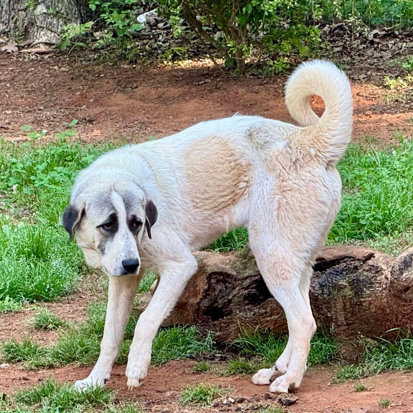 TEXAS, TYLER; FOSTER OR ADOPT; "CALLAN", a Adopted mixed breed in Tyler, TX image 5/5