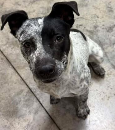 Enlarge Sport, a Adoptable mixed breed in Lampasas, TX image 1/1