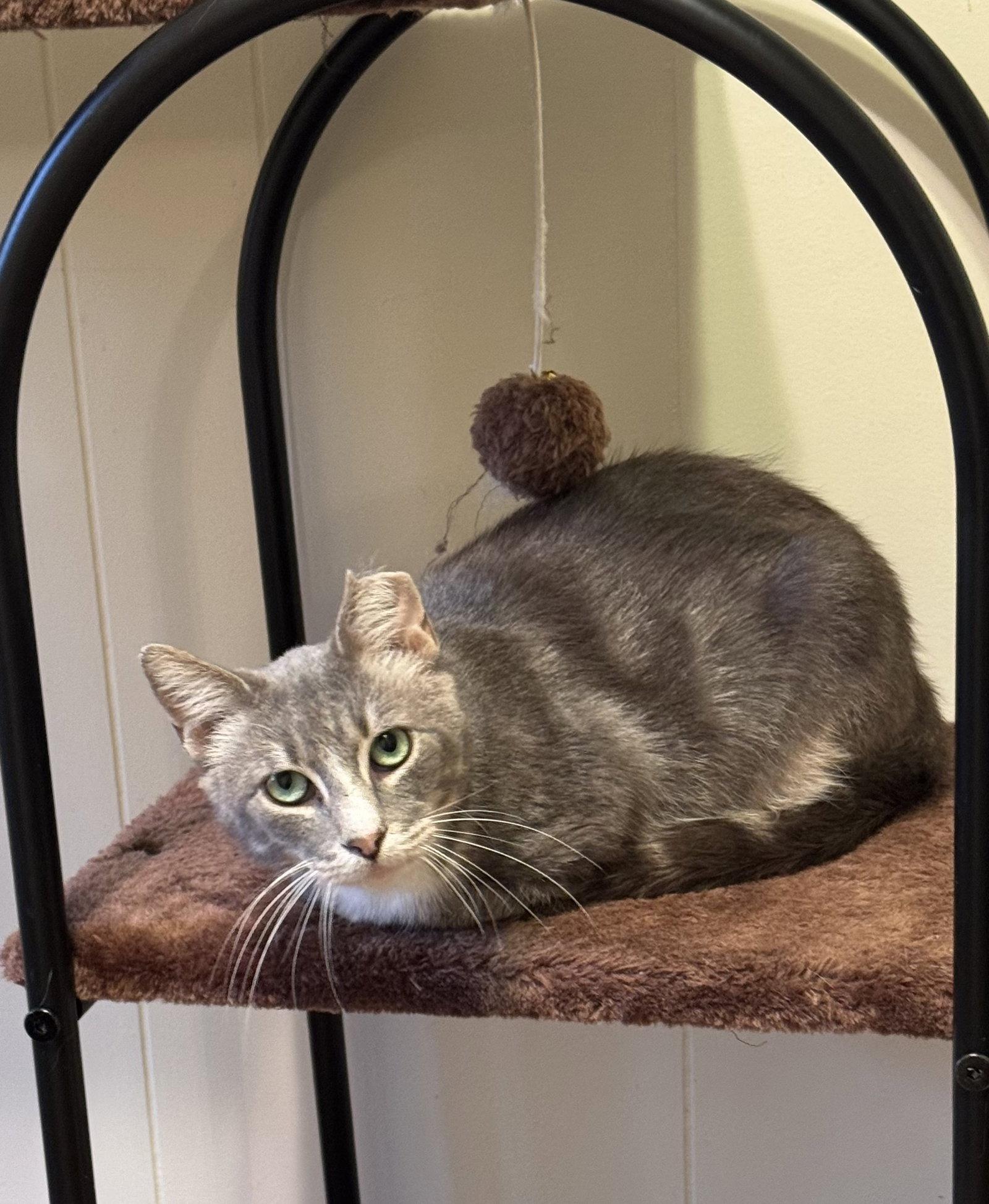 Maverick, Adoptable, Adult Male Domestic Short Hair.