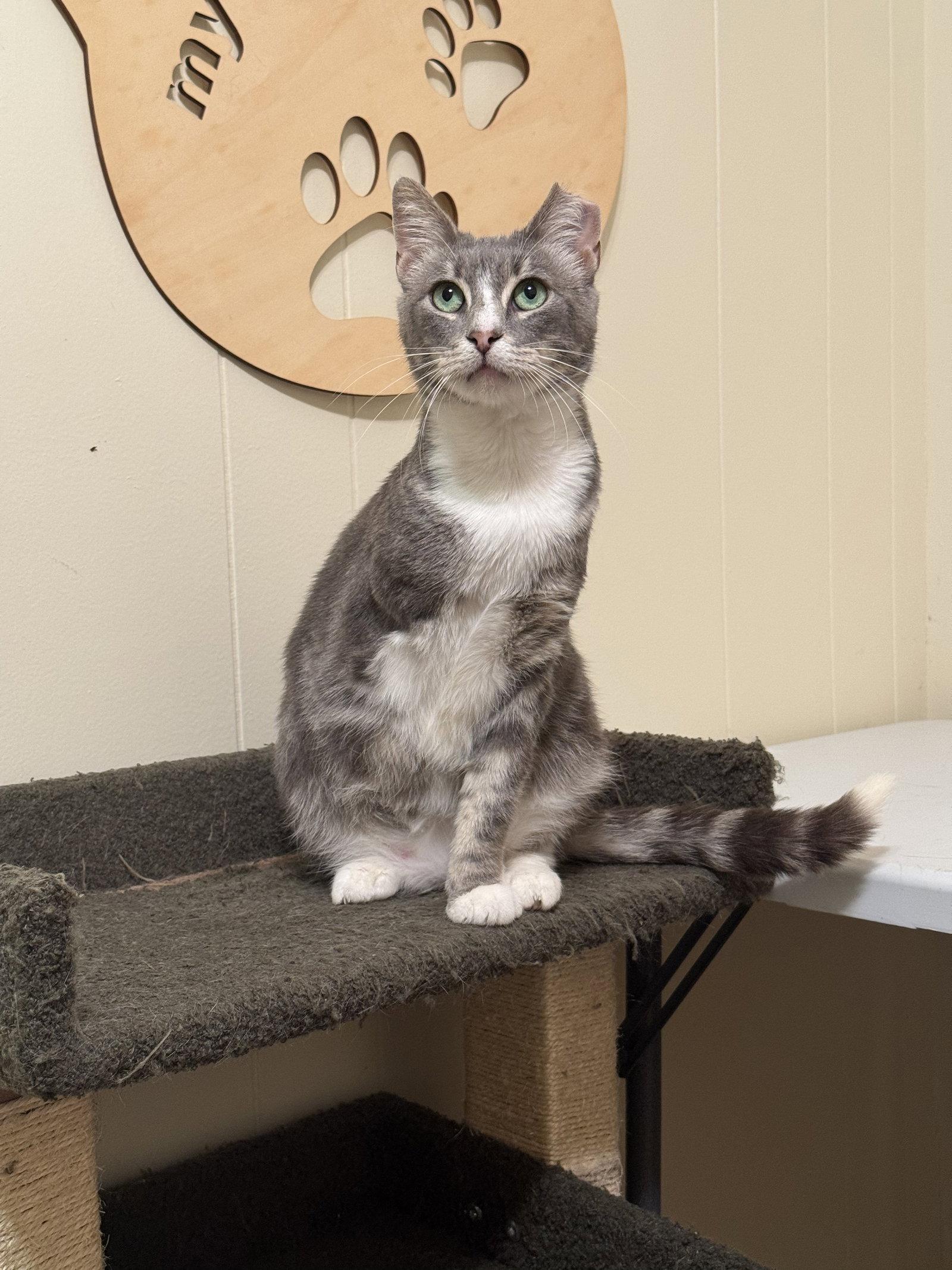 Enlarge Maverick, a Adoptable Domestic Short Hair in Hammond, LA image 2/2