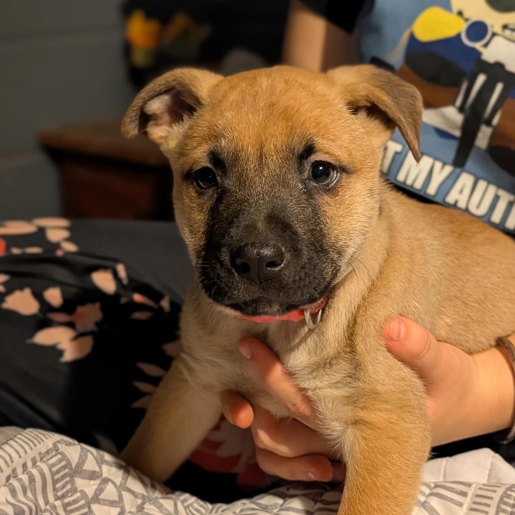 Bagel, Adoptable, Puppy Male German Shepherd Dog & Mixed Breed.