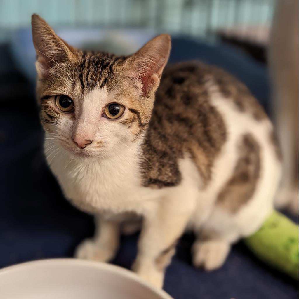 Enlarge Toast, a Adoptable Domestic Short Hair in Buffalo, NY image 2/3