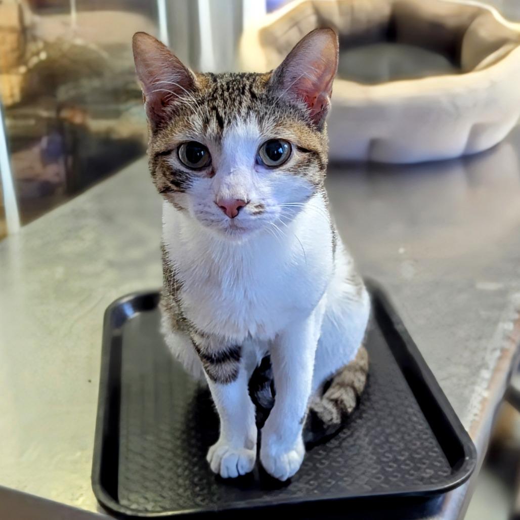 Enlarge Toast, a Adoptable Domestic Short Hair in Buffalo, NY image 3/3