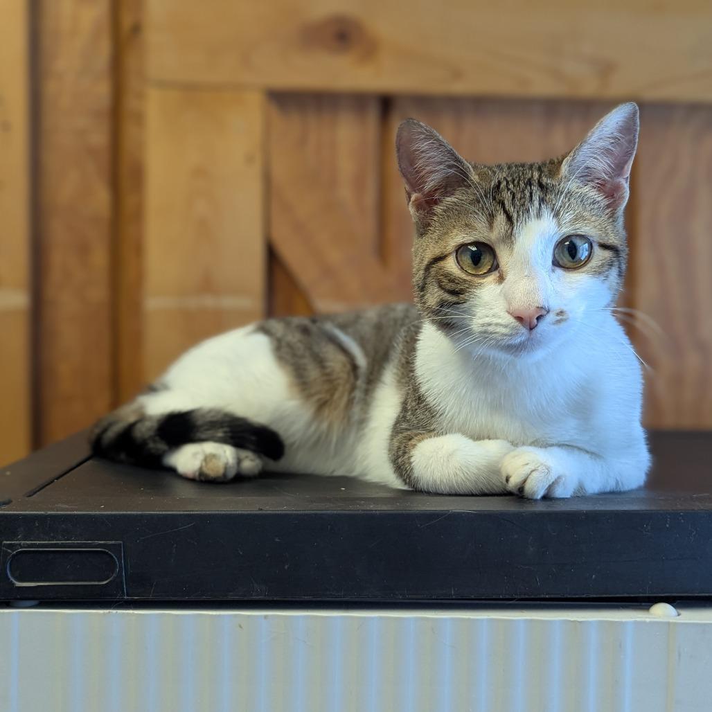 Enlarge Toast, a Adoptable Domestic Short Hair in Buffalo, NY image 3/3