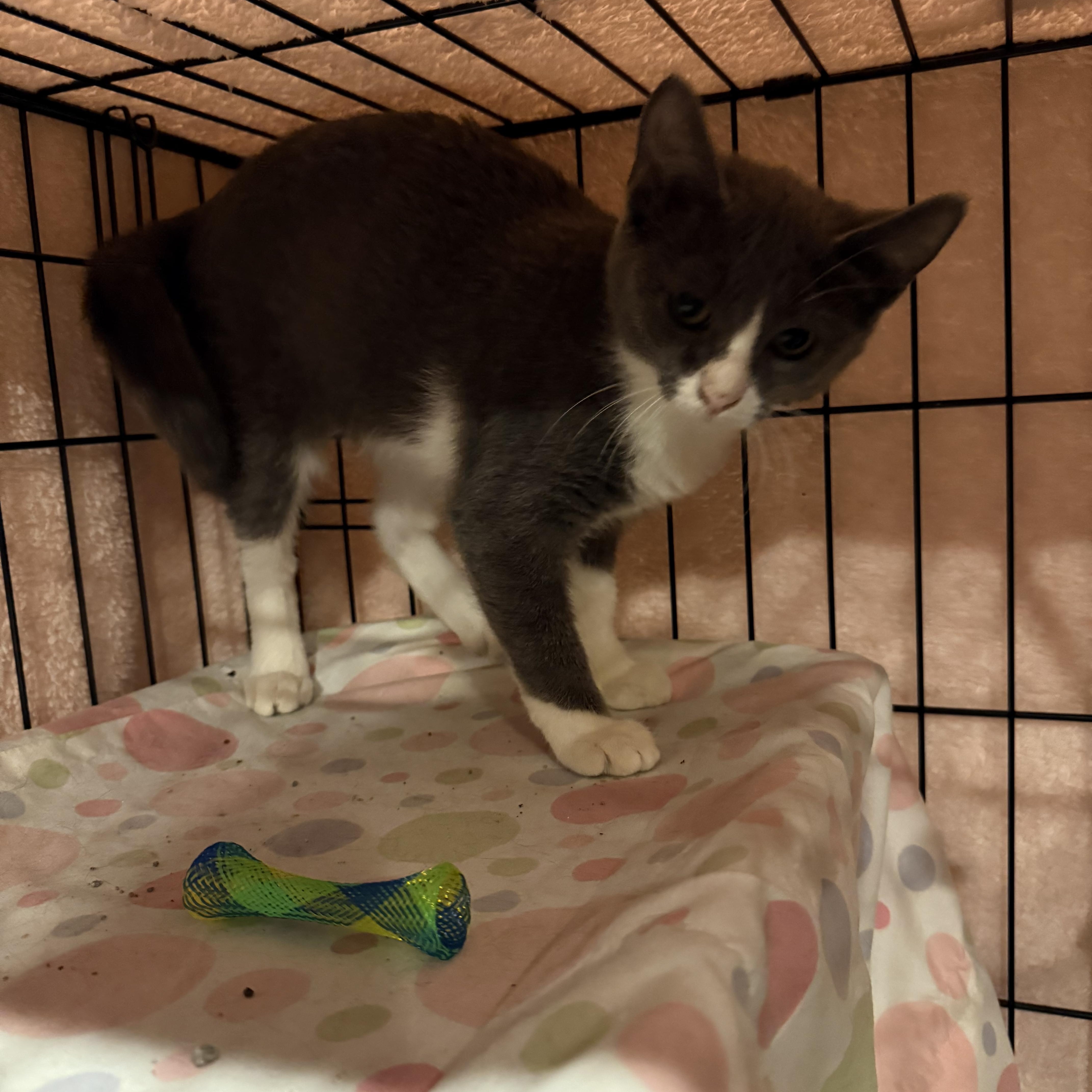 Wanda, a Adoptable Domestic Short Hair in Conway, SC image 2/6