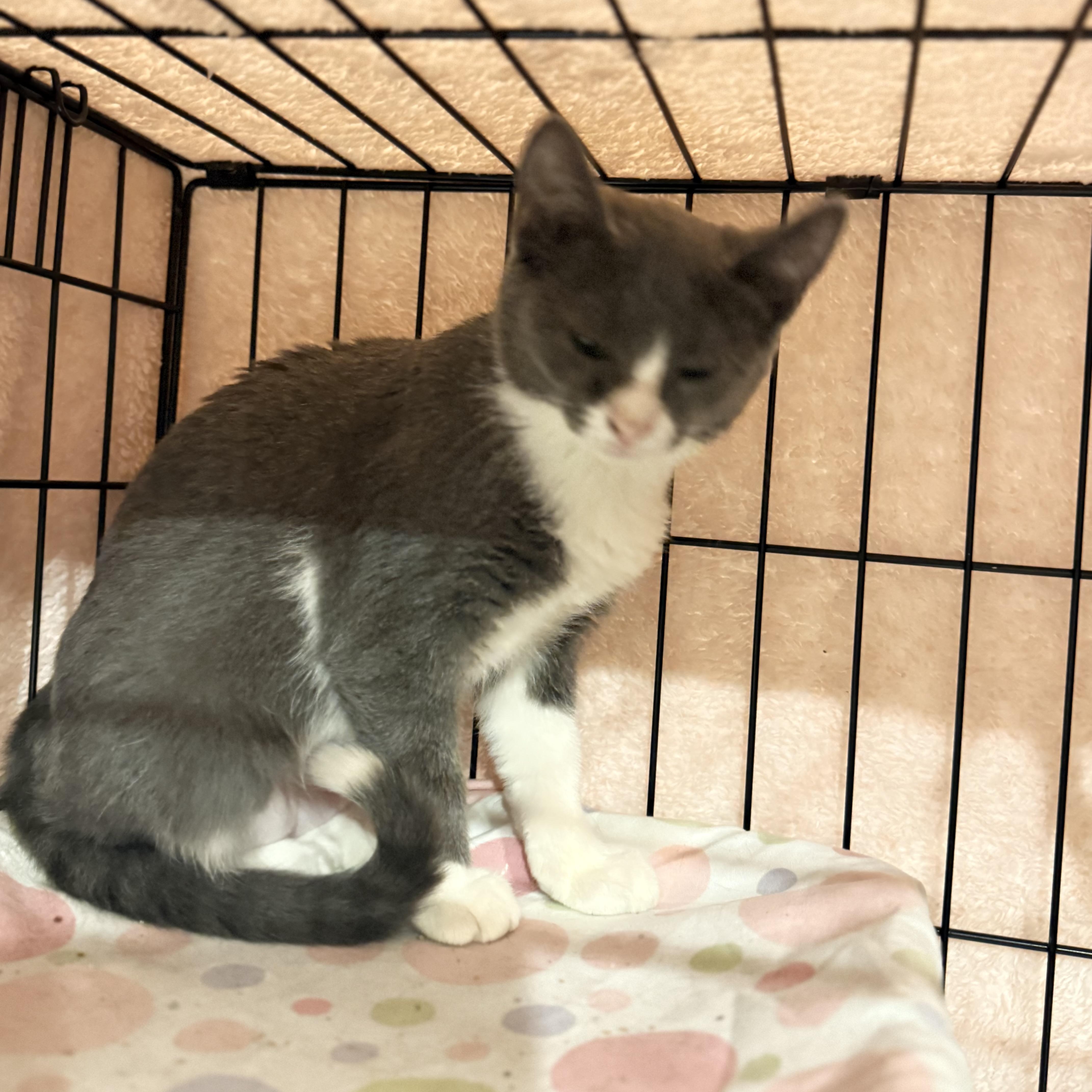 Wanda, Adoptable, Kitten Female Domestic Short Hair.