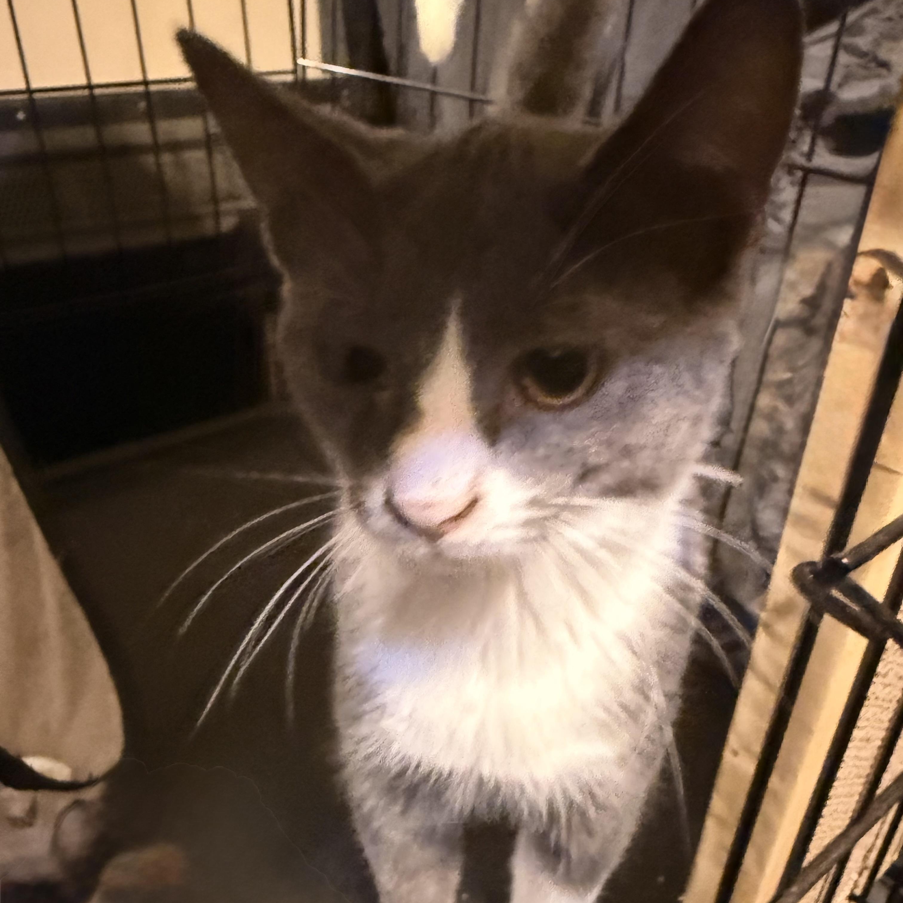 Wanda, a Adoptable Domestic Short Hair in Conway, SC image 3/6