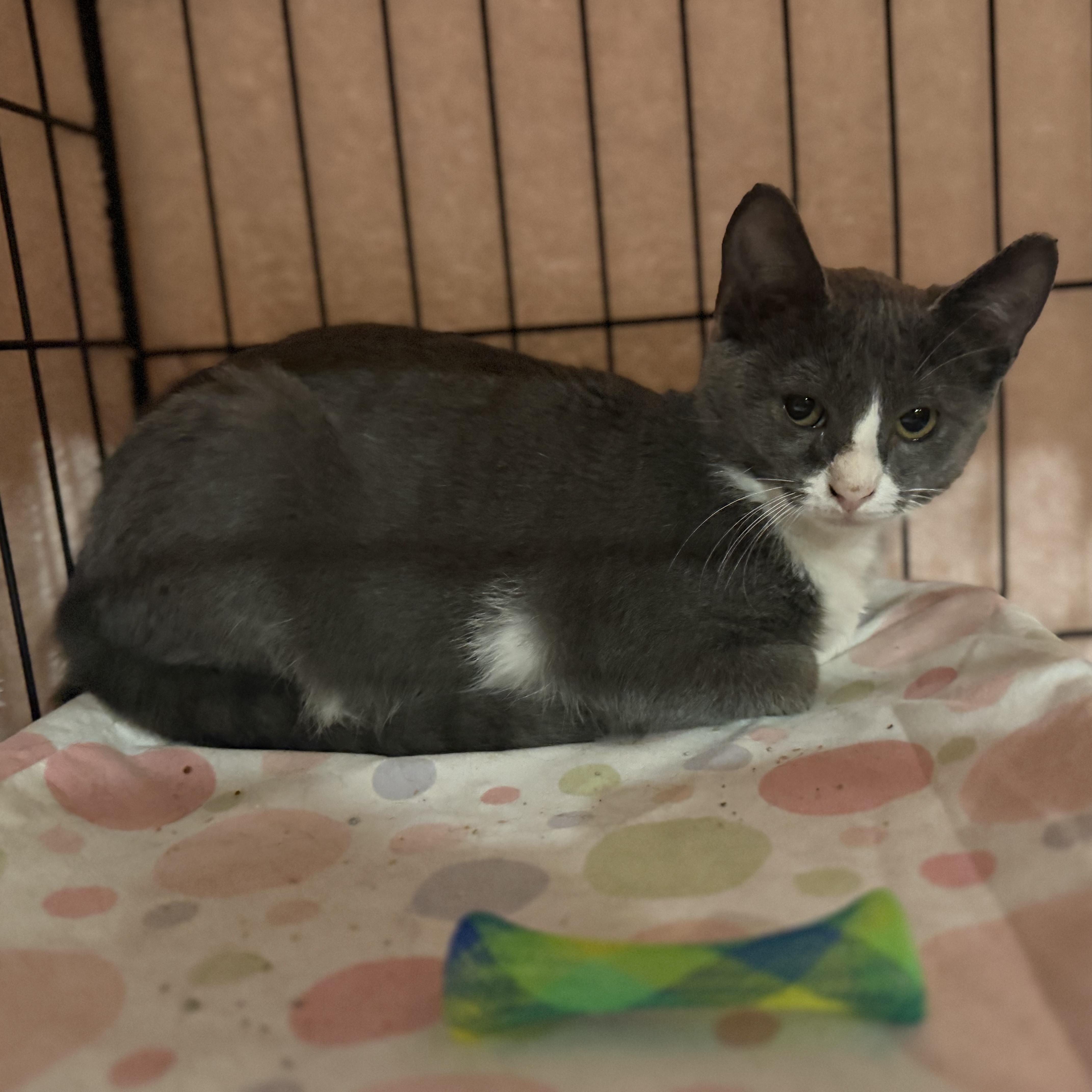 Wanda, a Adoptable Domestic Short Hair in Conway, SC image 4/6