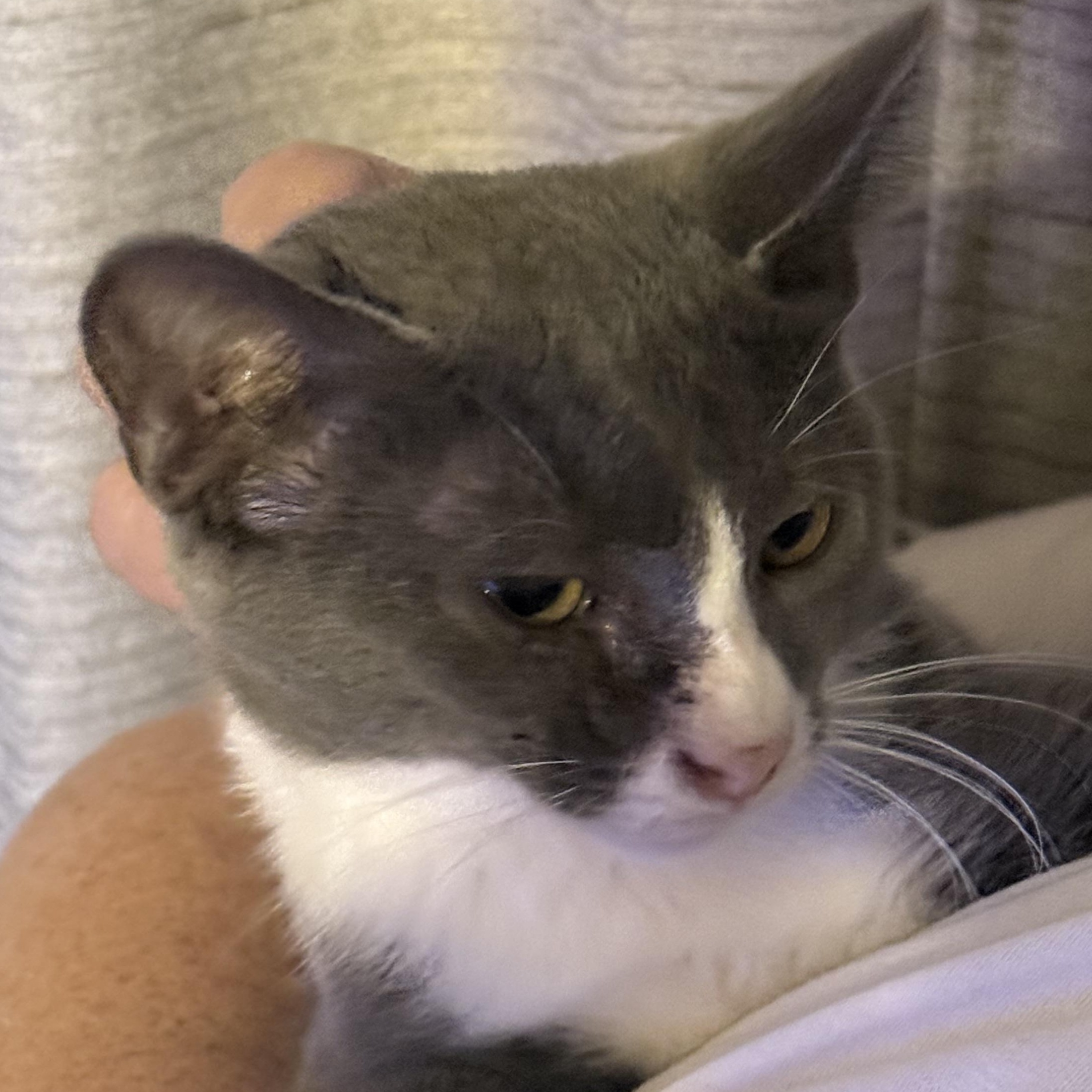 Wanda, a Adoptable Domestic Short Hair in Conway, SC image 5/6