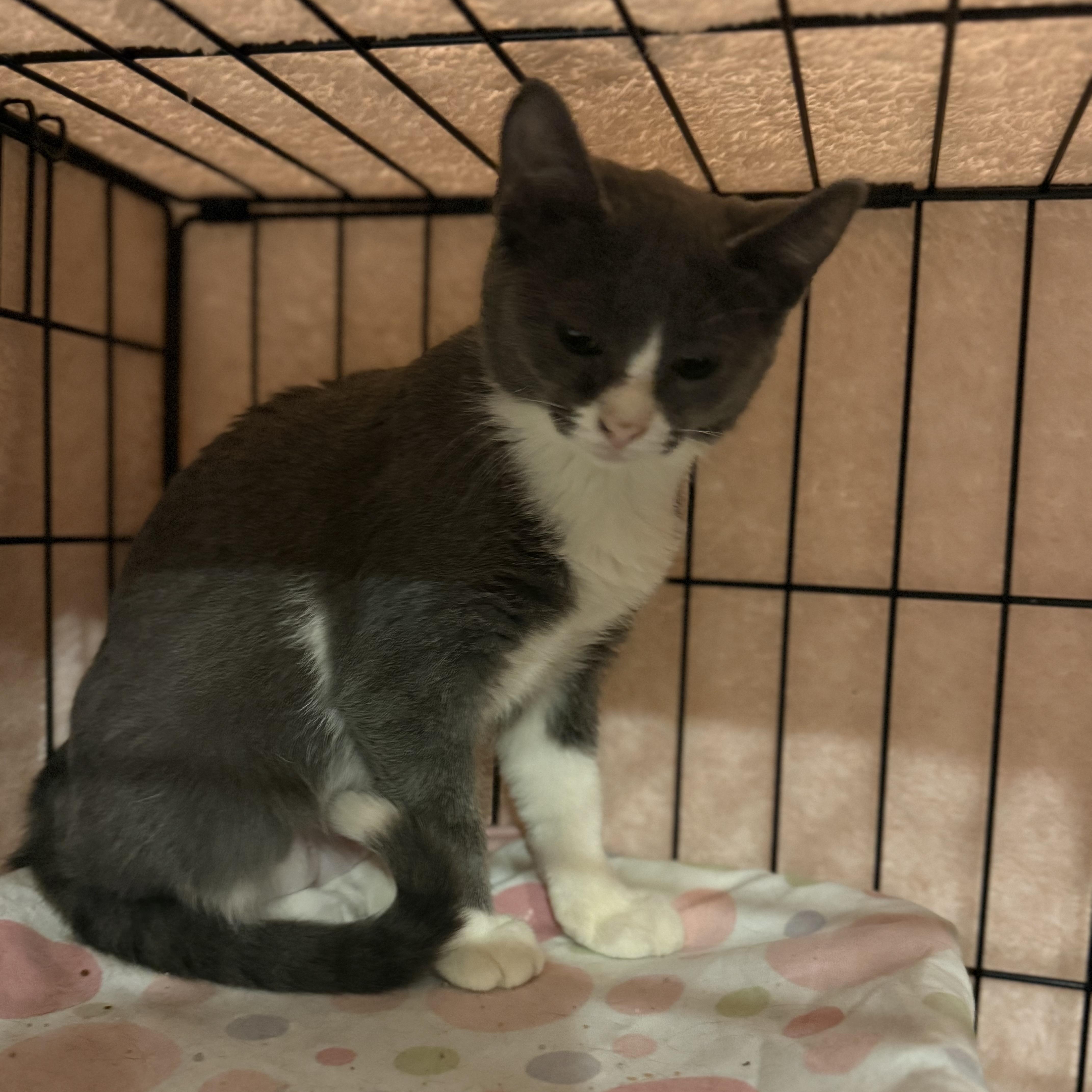 Wanda, a Adoptable Domestic Short Hair in Conway, SC image 6/6