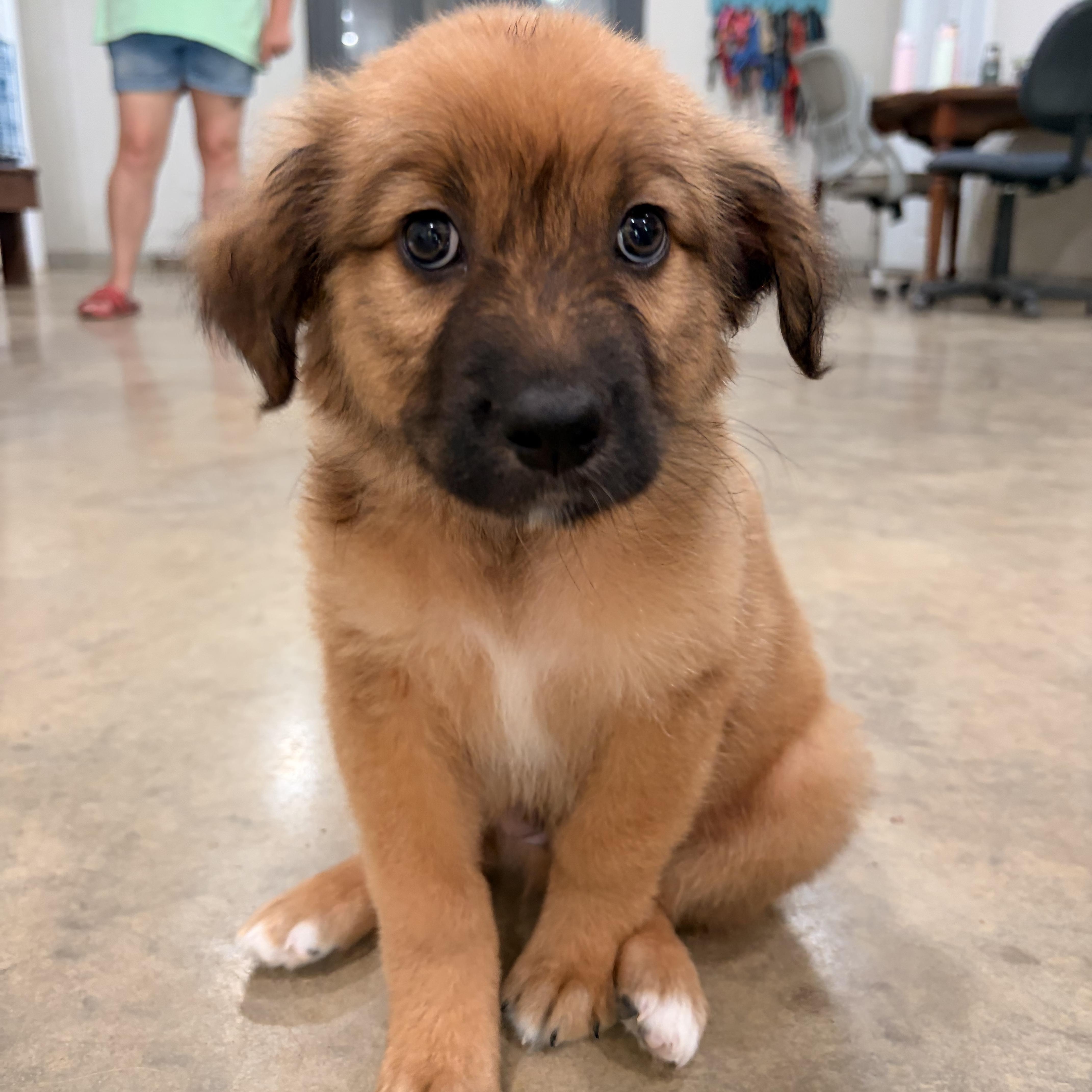 Loki, ADOPTABLE, Puppy Male Shepherd.