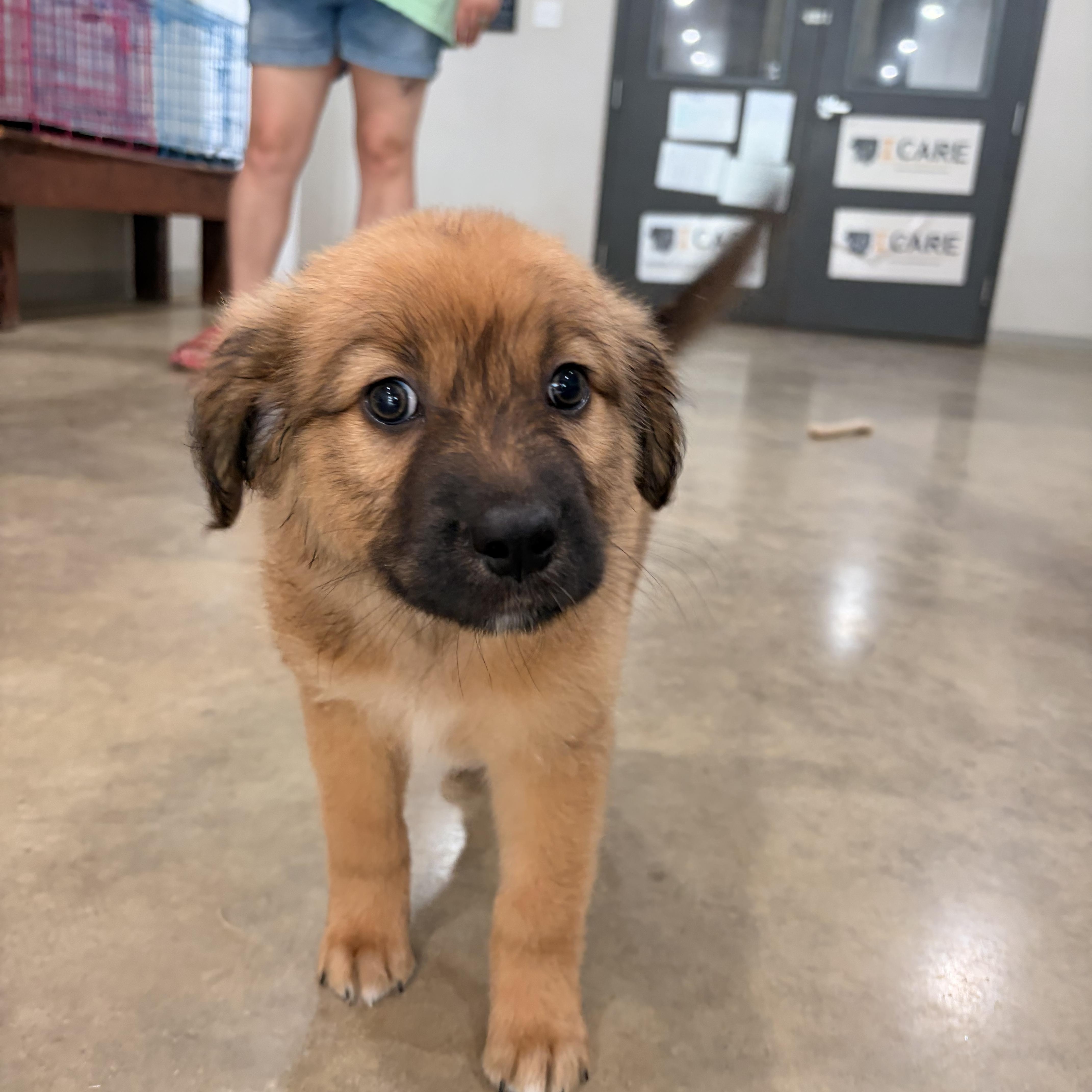 Enlarge Loki, an adoption pending mixed breed in Melbourne, AR image 2/5