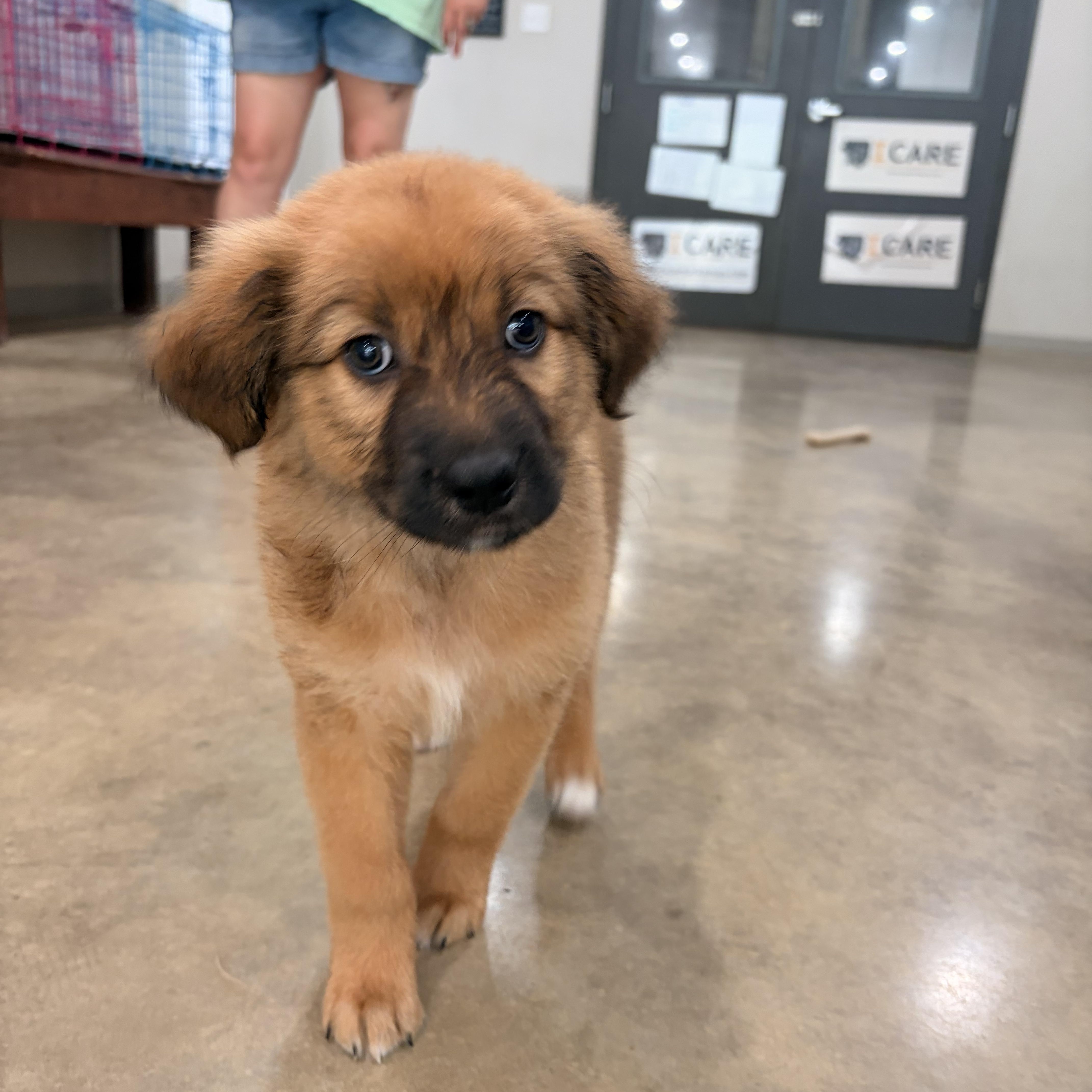 Enlarge Loki, an adoption pending mixed breed in Melbourne, AR image 3/5
