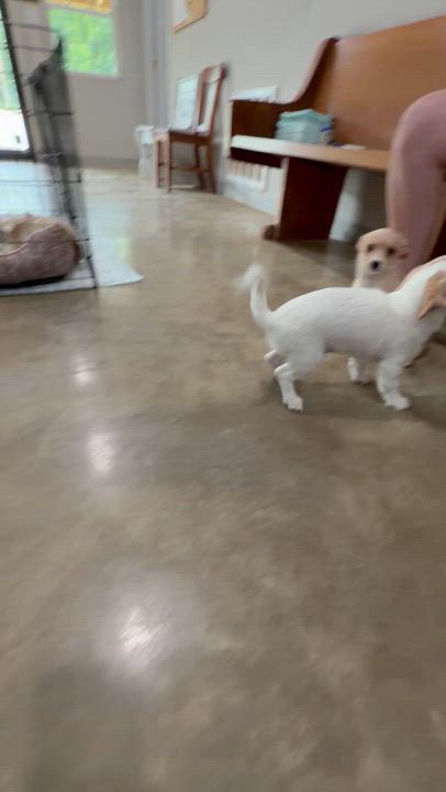 Enlarge Loki, an adoption pending mixed breed in Melbourne, AR video 5/5