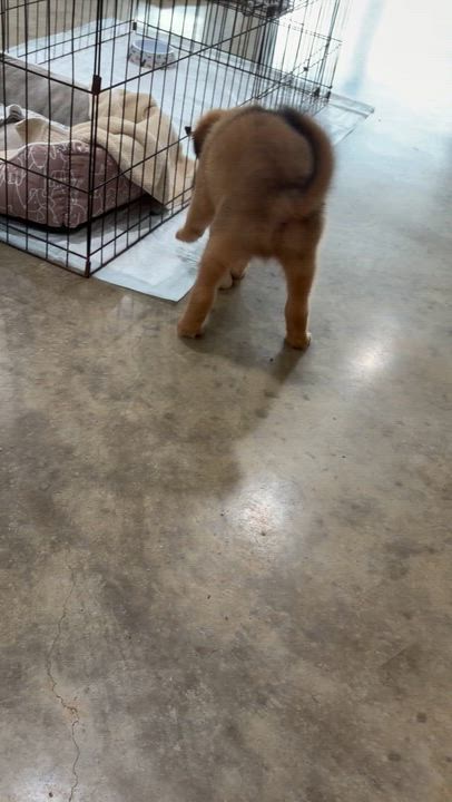 Enlarge Loki, an adoption pending mixed breed in Melbourne, AR video 4/5