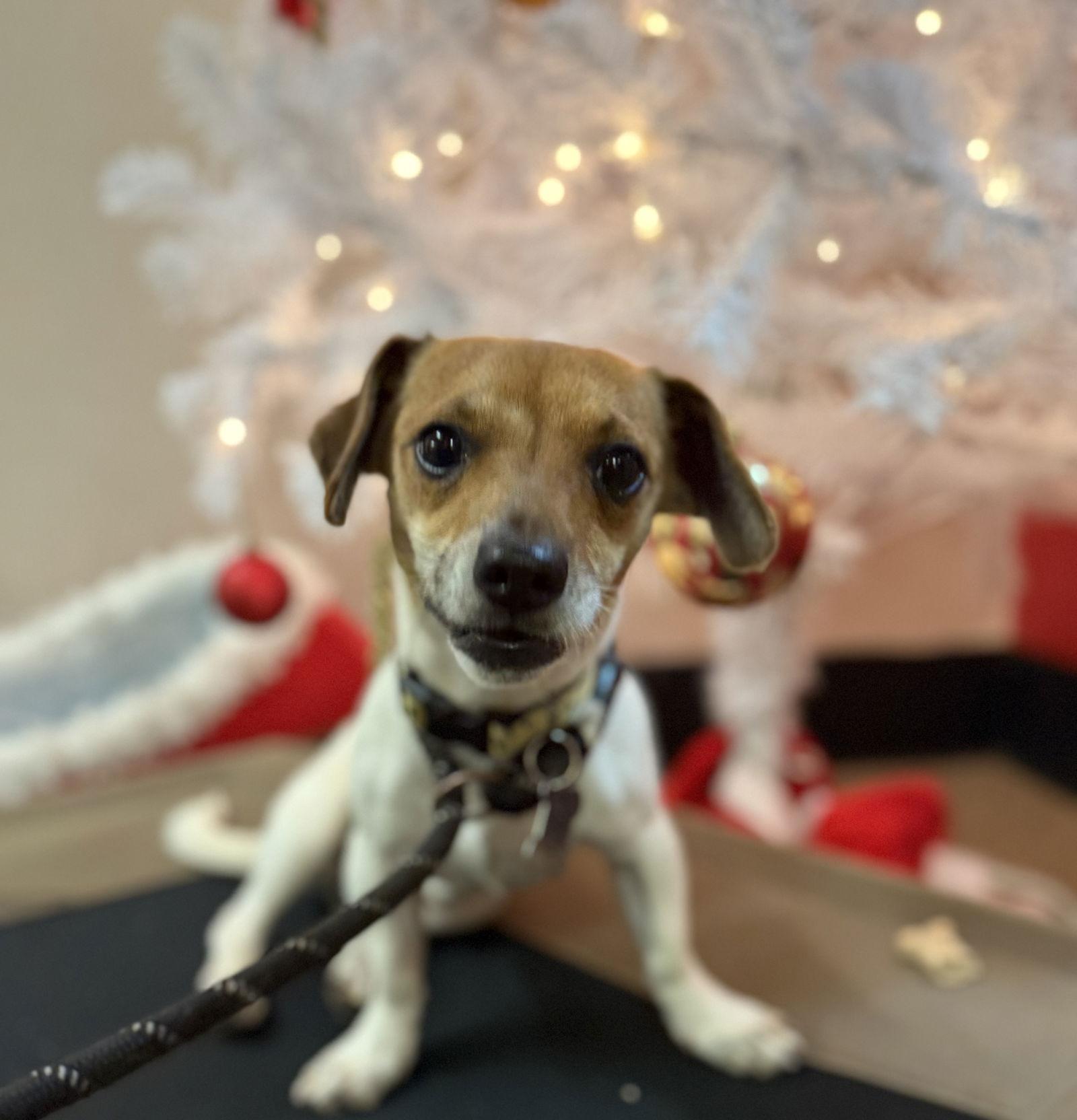 Lucky Chi thumbnail 2