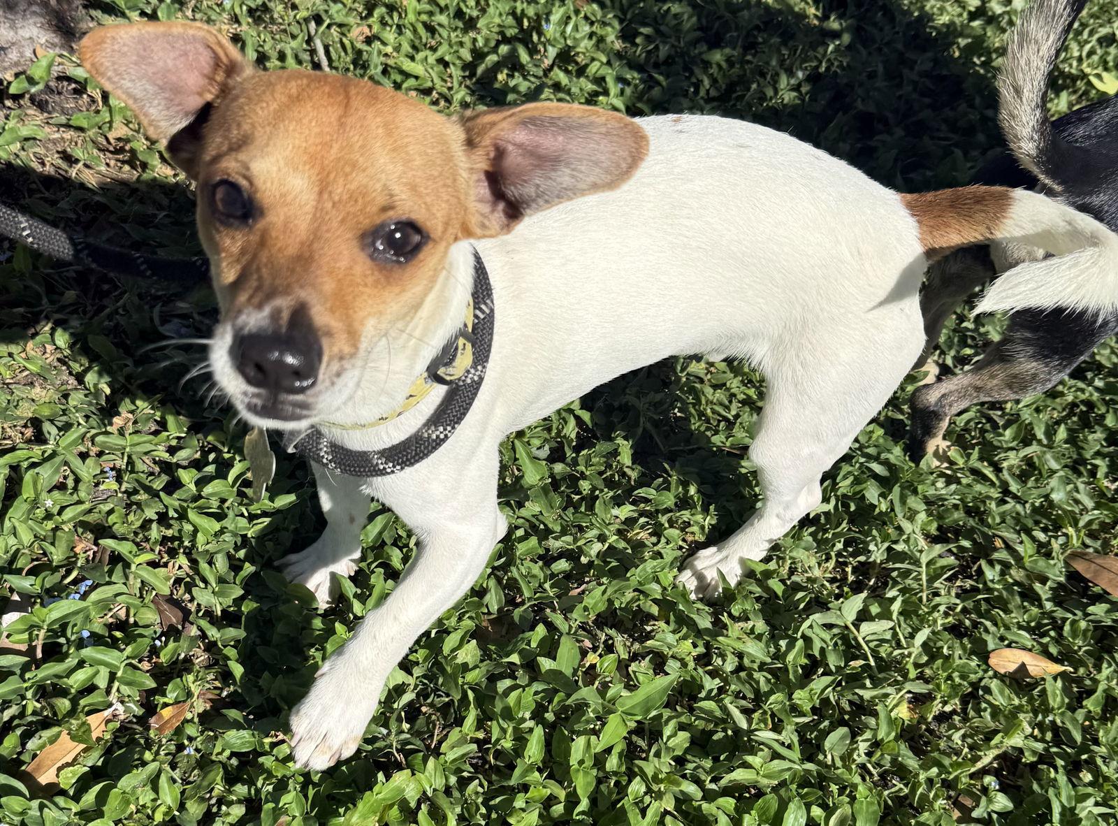 Lucky Chi thumbnail 3