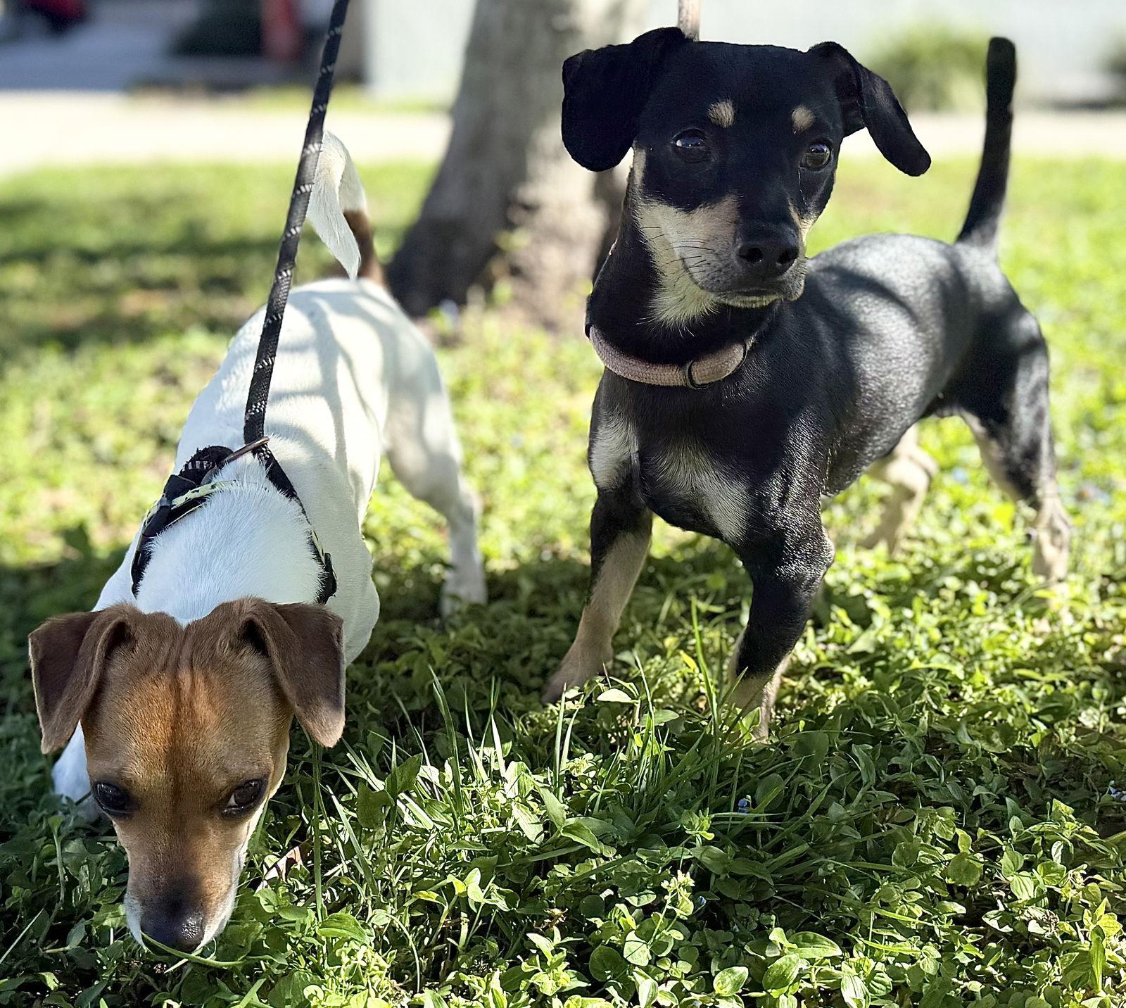 Lucky Chi thumbnail 4