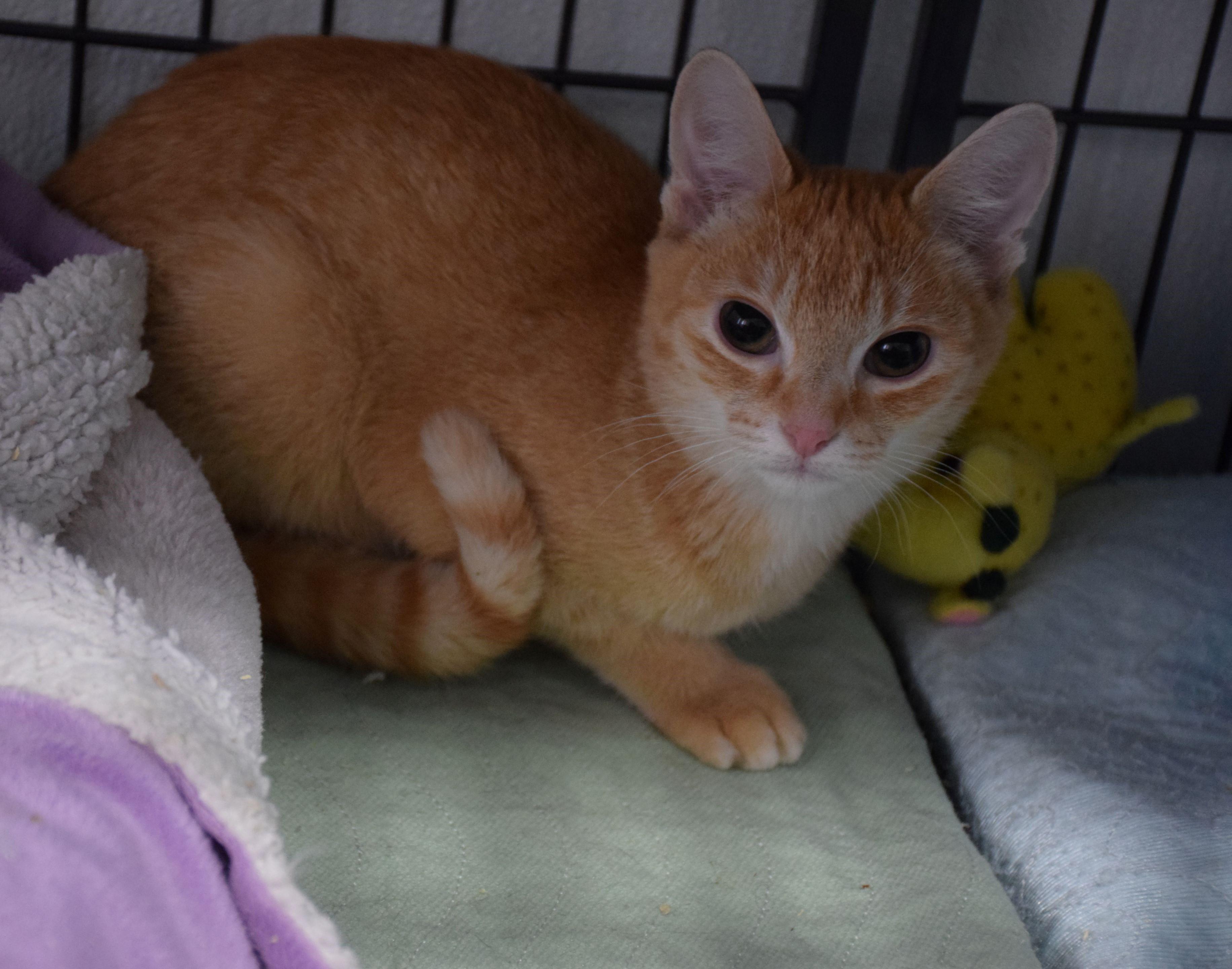 Olivia, Adoptable, Young Female Tabby.